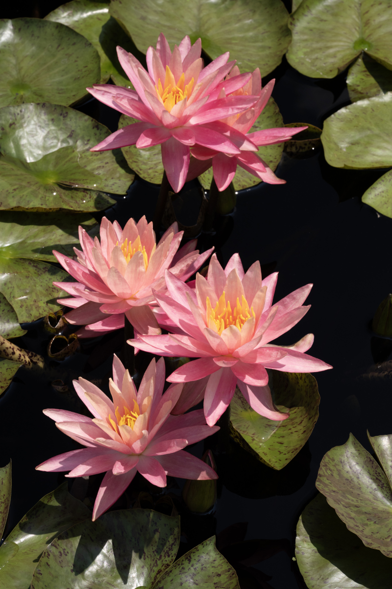 睡莲什么时候开花？有多少品种是常见的1000字