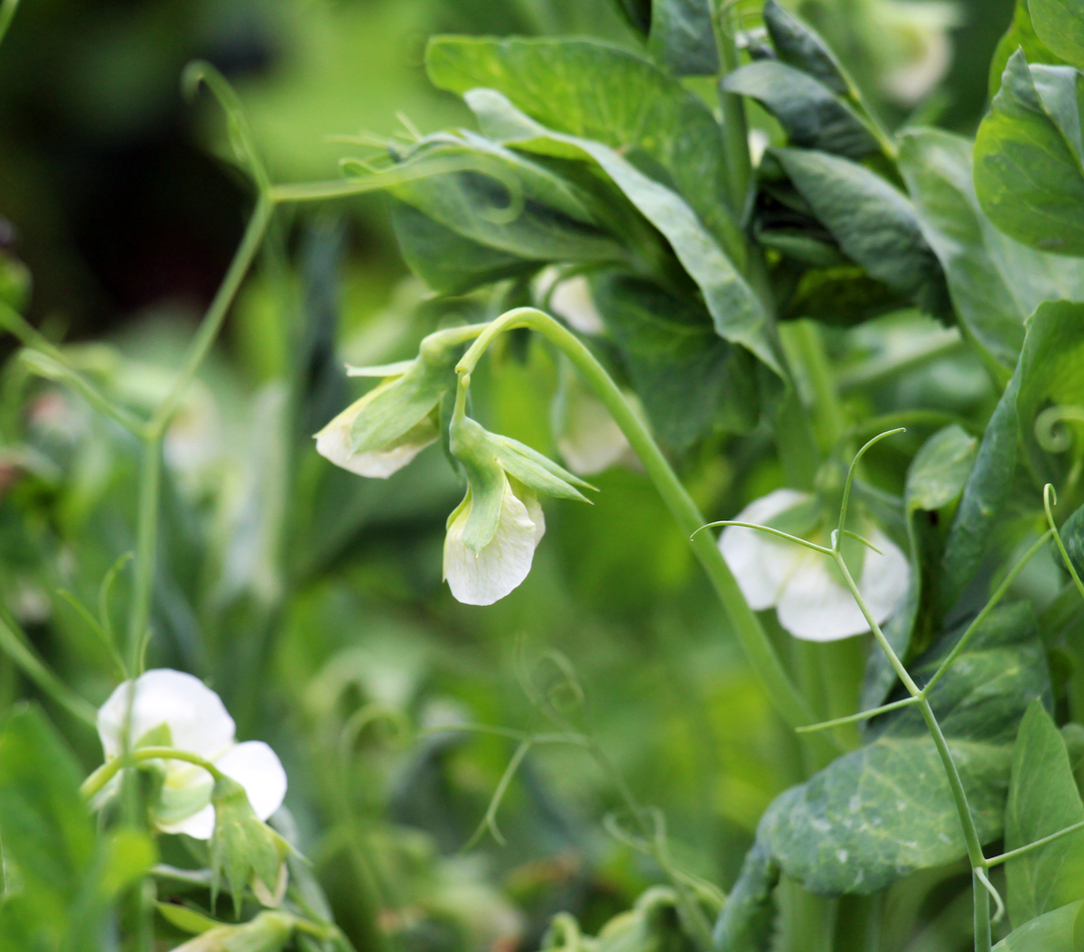请梳理文字主推蚕豆品种的无限生长习性是导致机械化程度低的主因之一极大的制约了蚕豆的规模化种植。为了促进蚕豆合理株型的矮化育种研究通过查阅相关文献和多年的选择鉴定对亚有限生长型新种质的发现过程、主要特征进行了总结归纳。利用3个具有不同生 长习性的种质与青蚕17号×RF25 F2分离群体主要农艺性状的表现差异进行了分析
