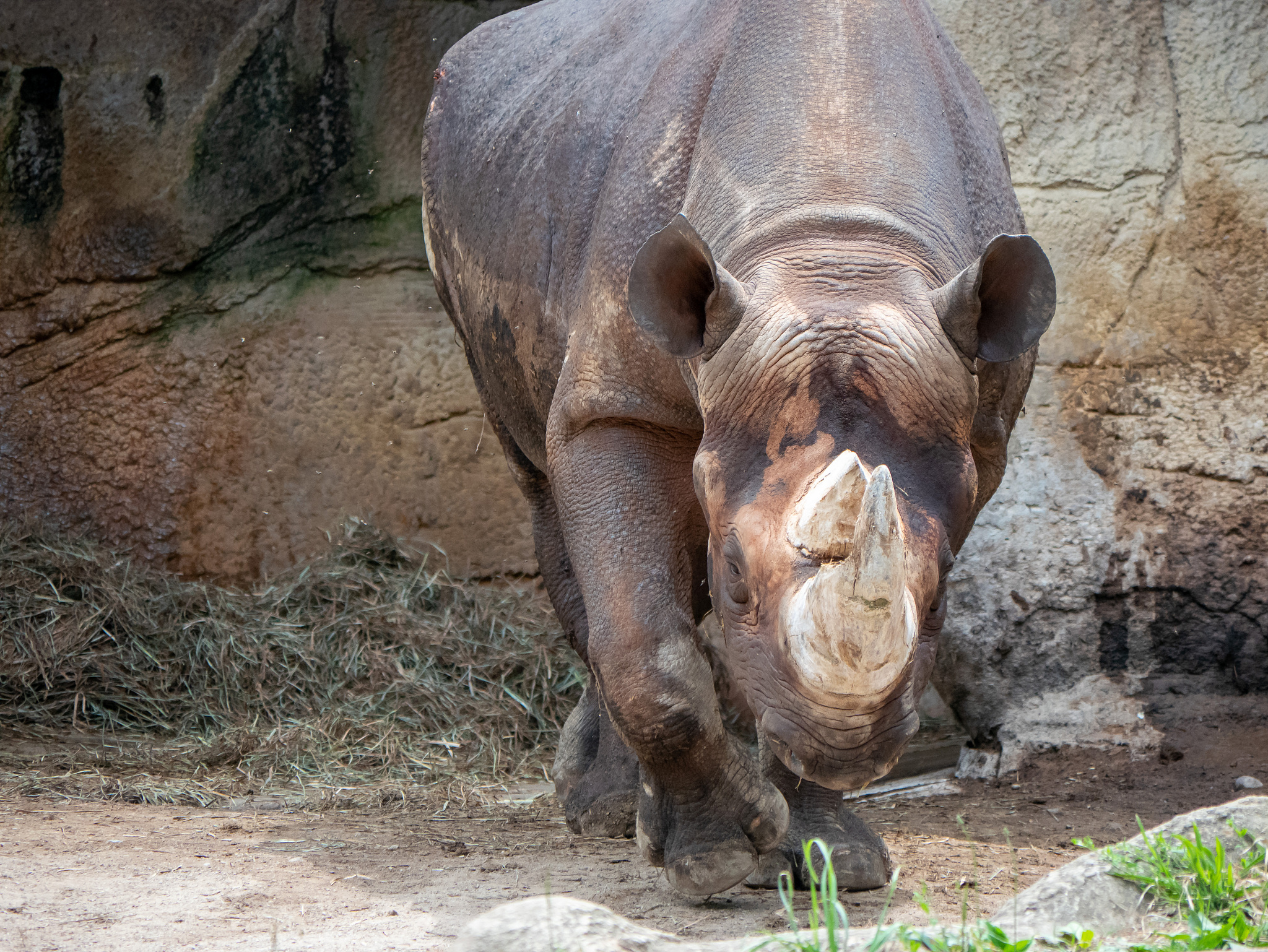 a black rhino walking around