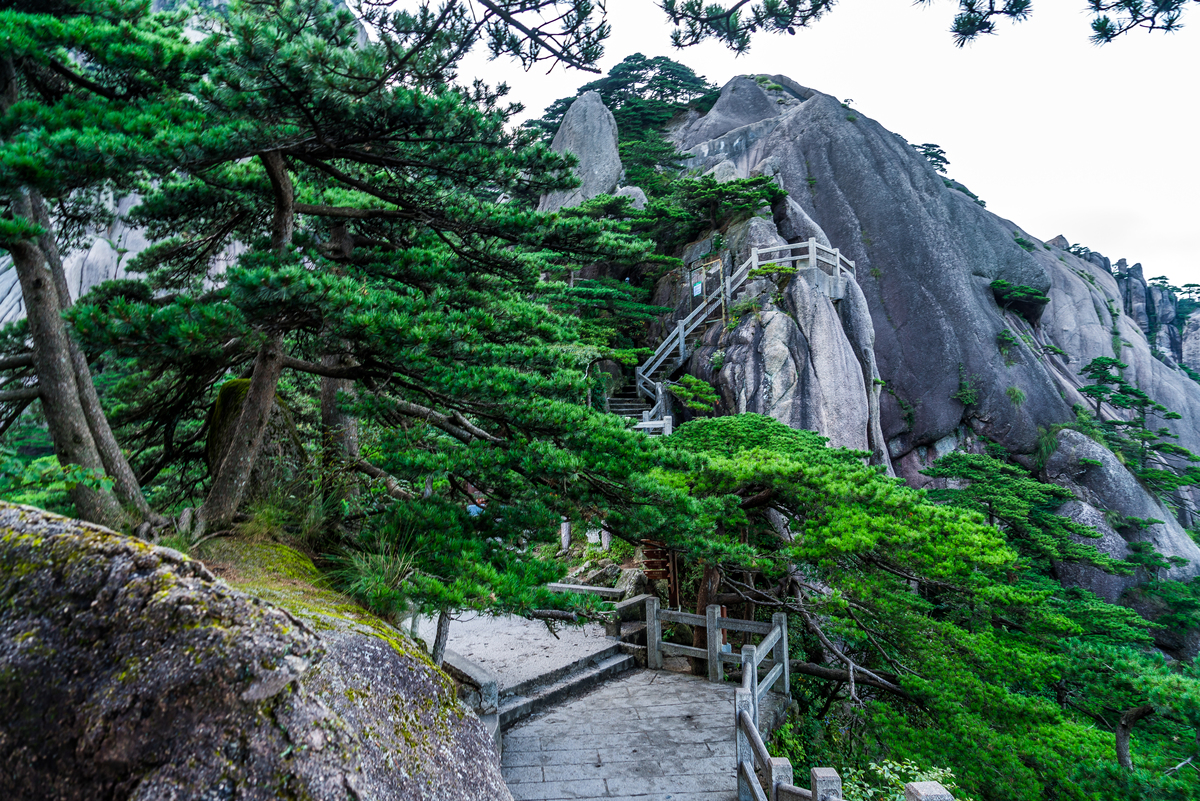 黄山奇松：天下第一松，古树奇观