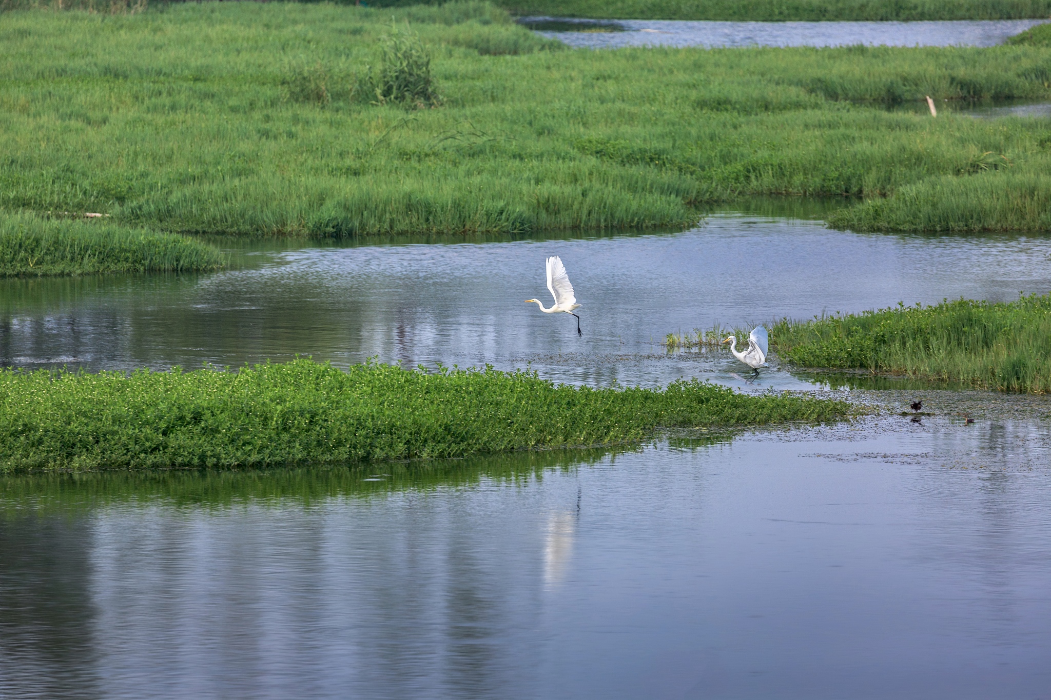 湿地生态效益补偿项目申报理由：维护生态平衡，促进可持续发展