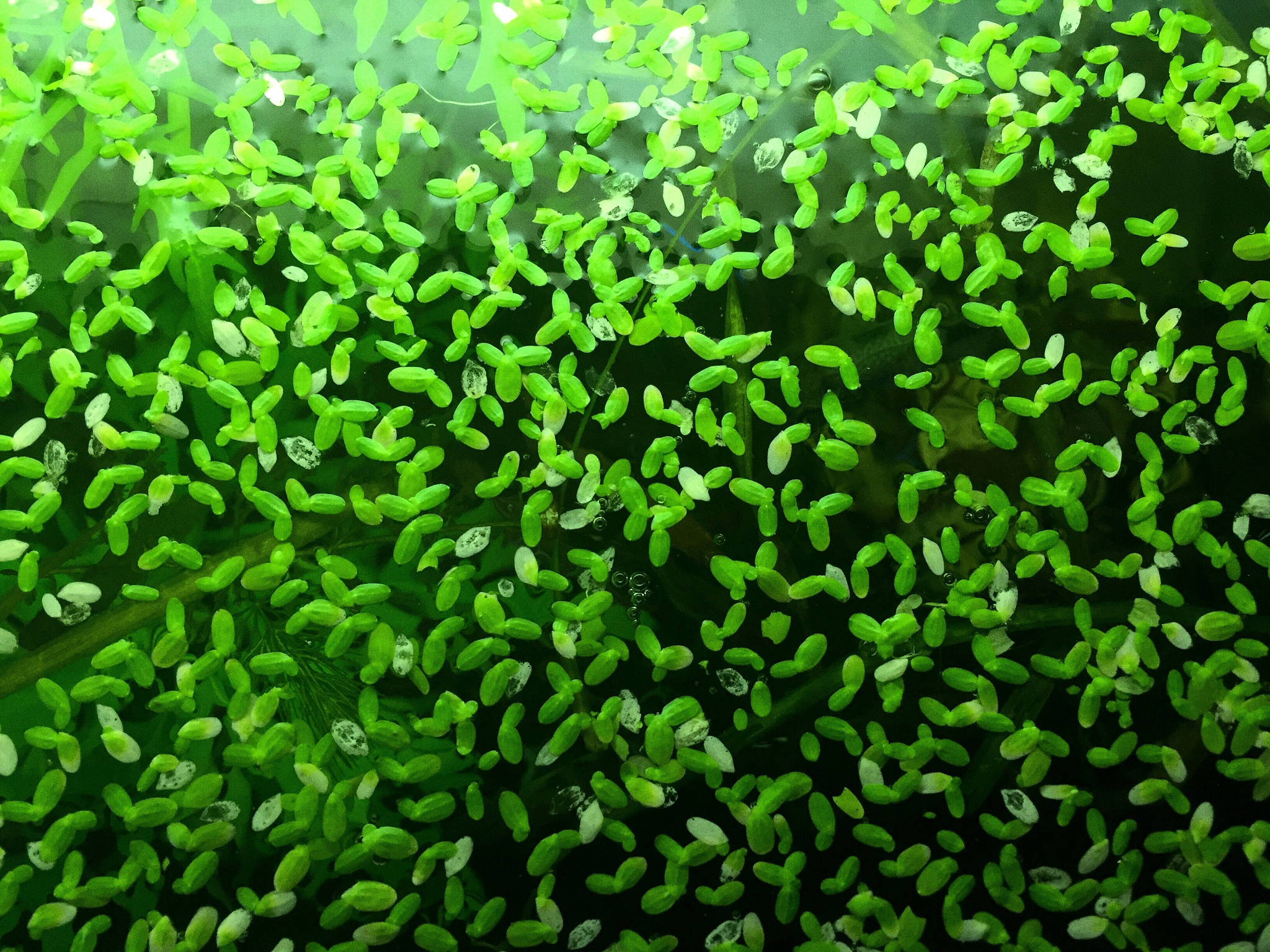 detail shot of plants
