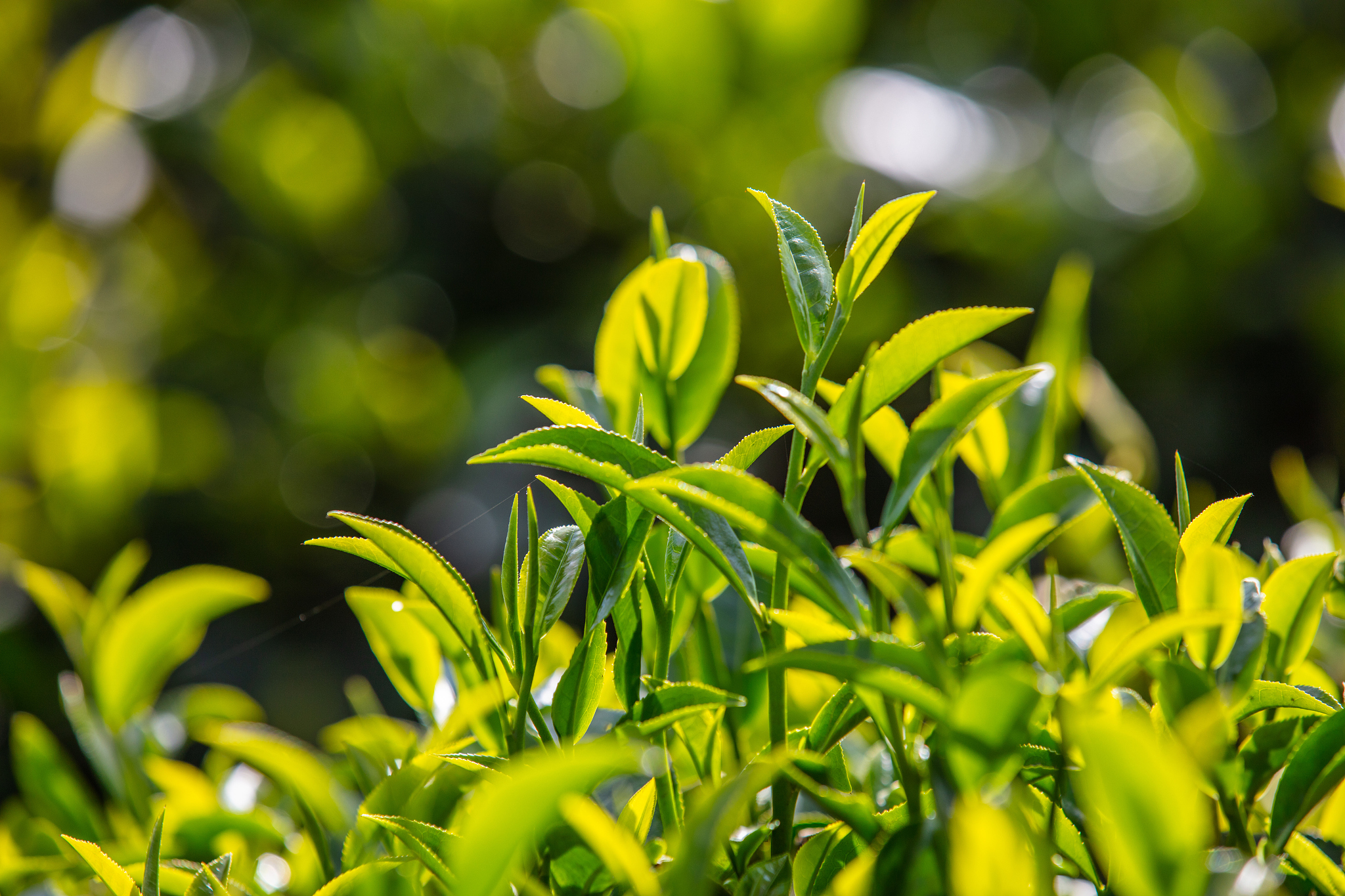 云南省轻工业学校2022年三年制普通中专招生简章 - 报名时间、考试科目及录取流程