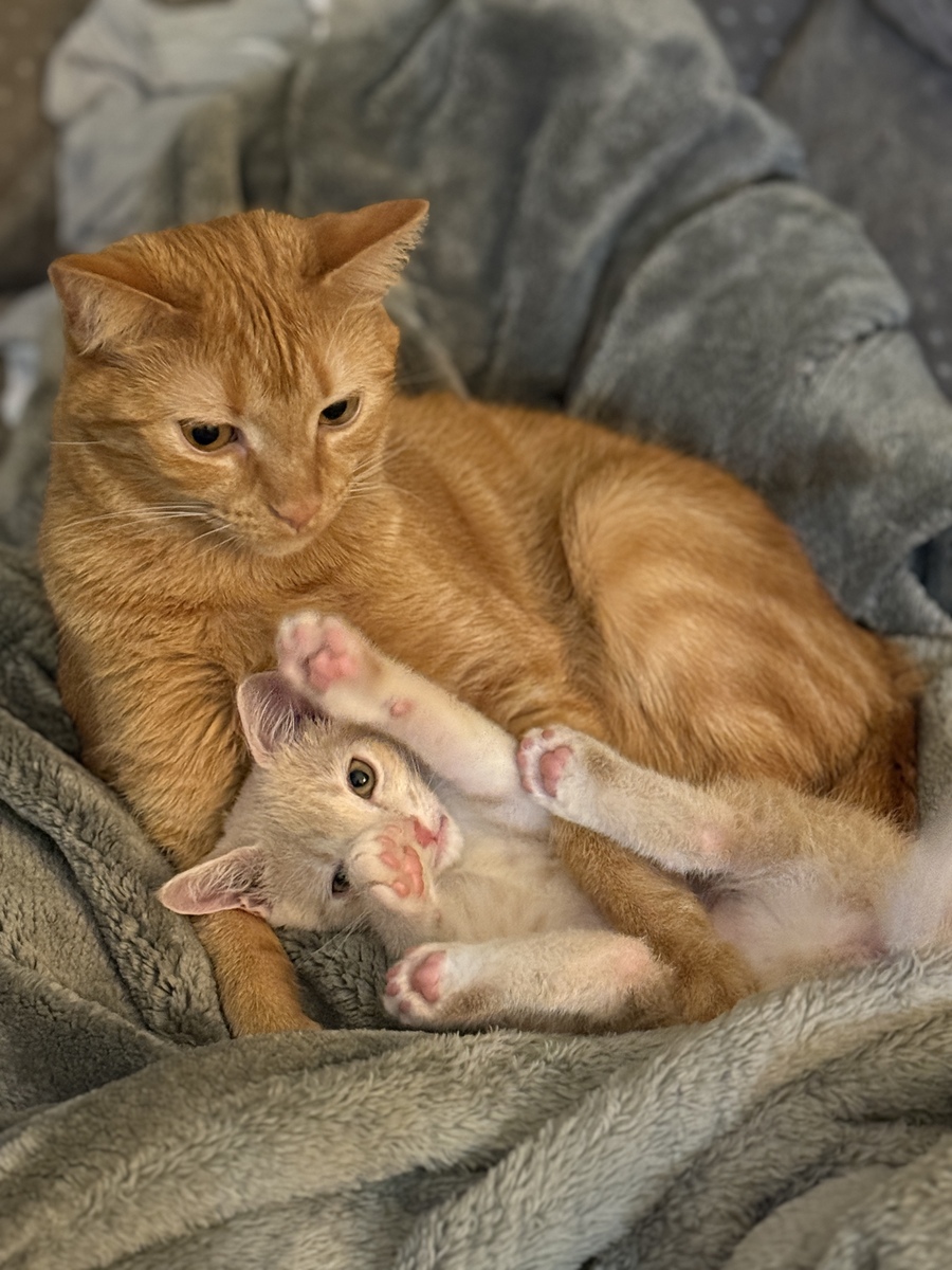 写一个橘色小猫的故事