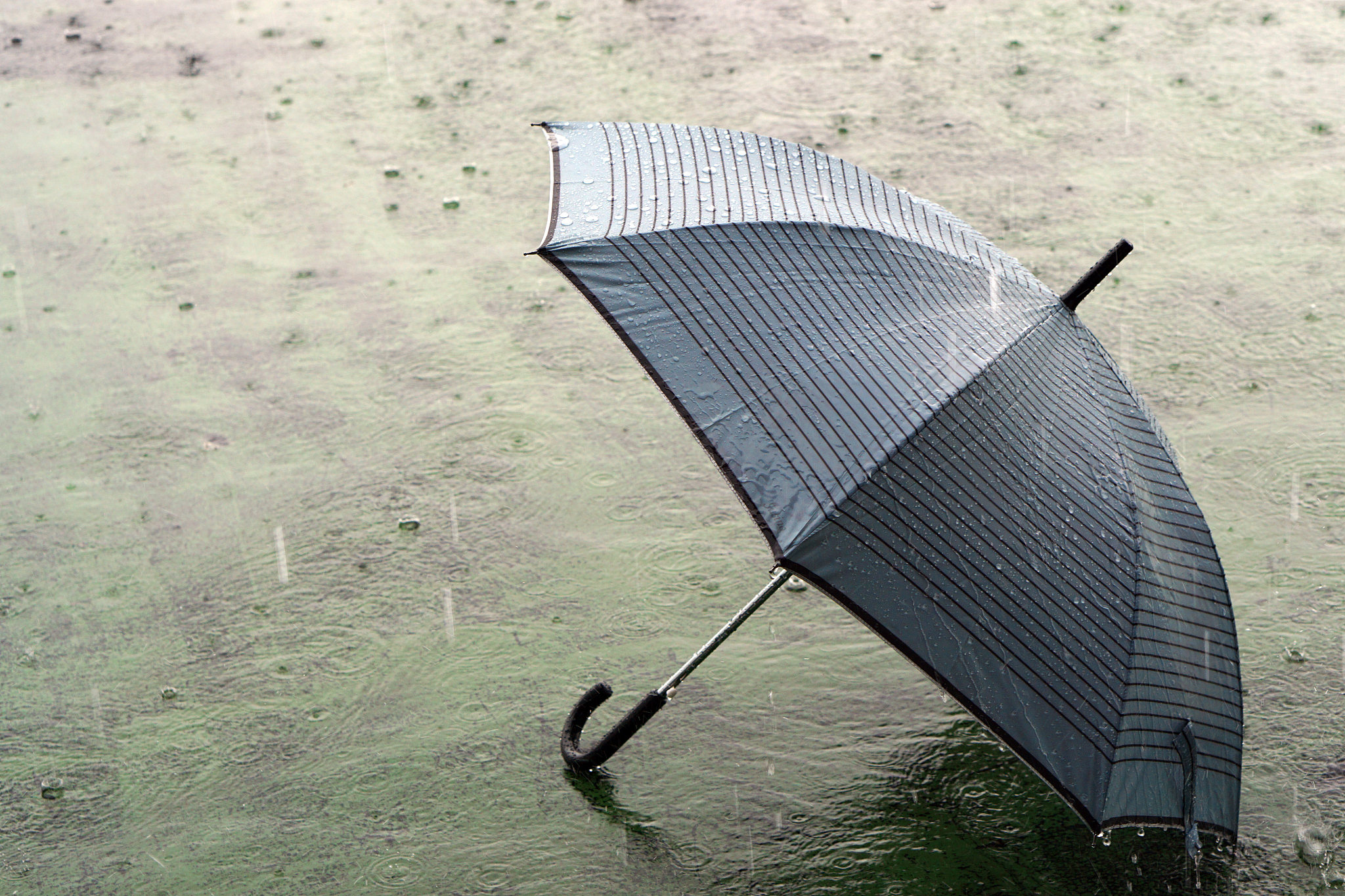 umbrella on rainy day - the raindrops falling on an umbrella whi
