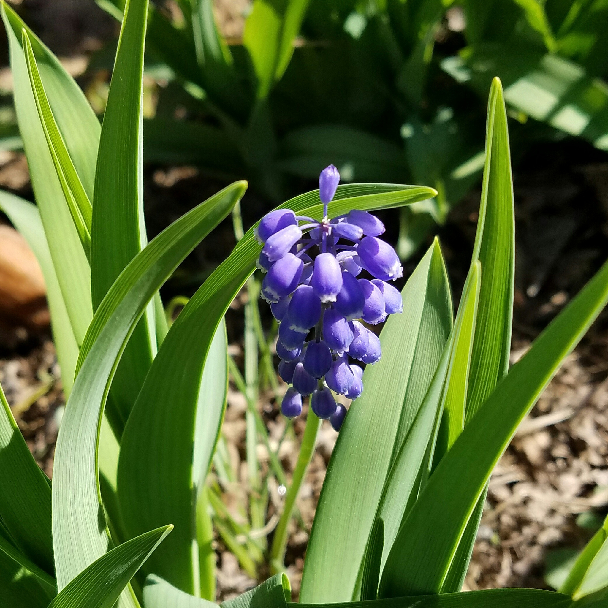 close-up of flowers