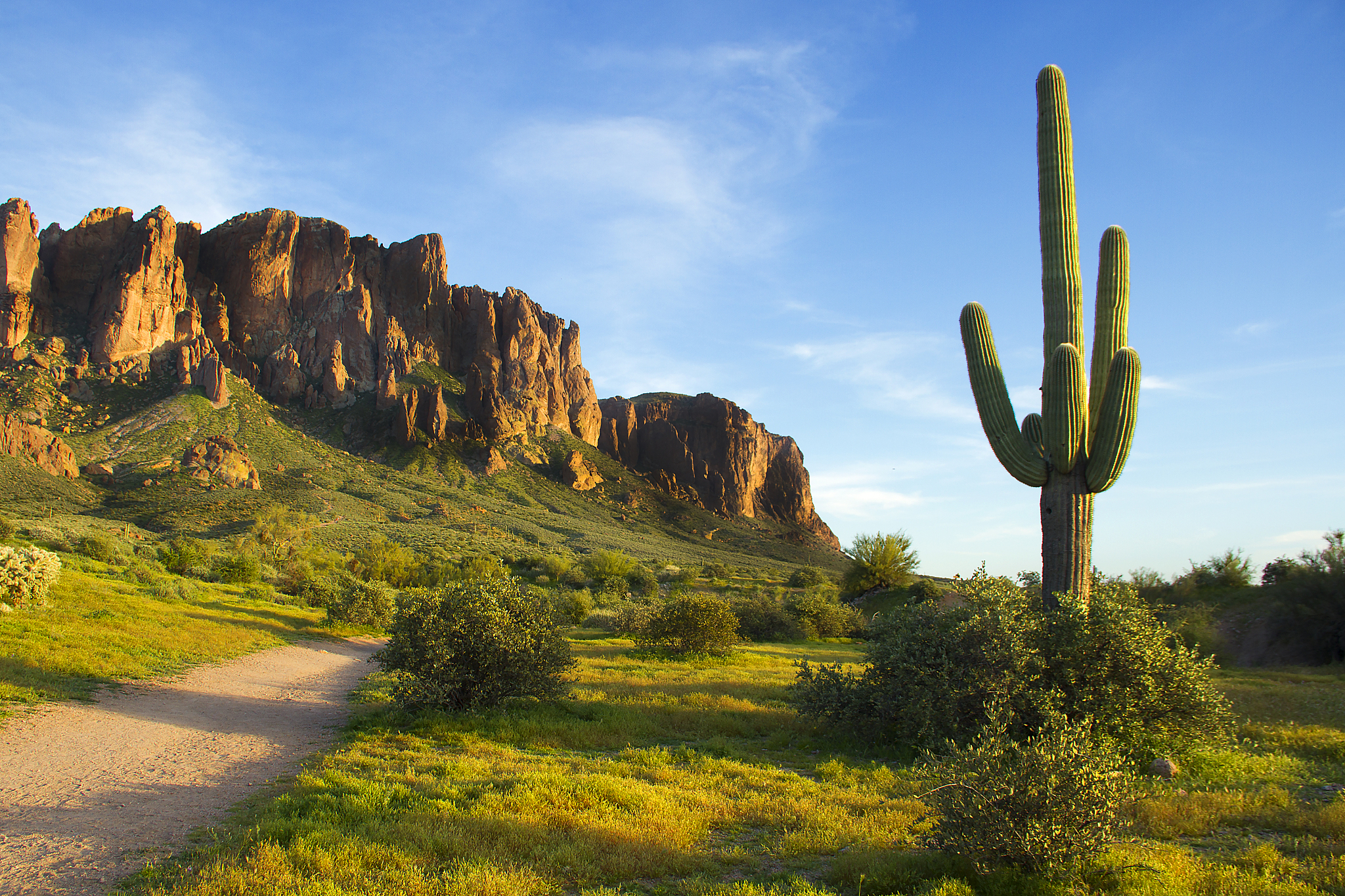 saguaro cactus at sunset in superstition mountains