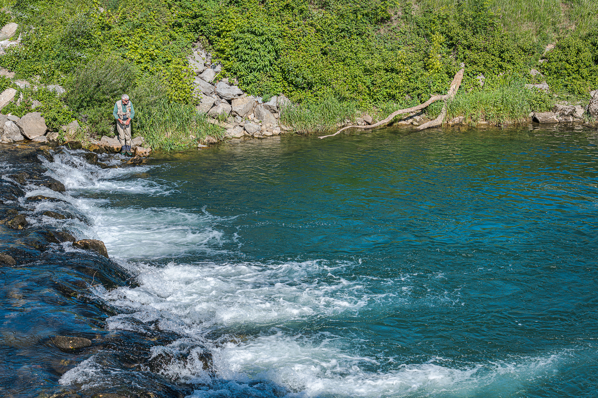 senior fly fisherman on the vipava river in primorska,slovenia,e