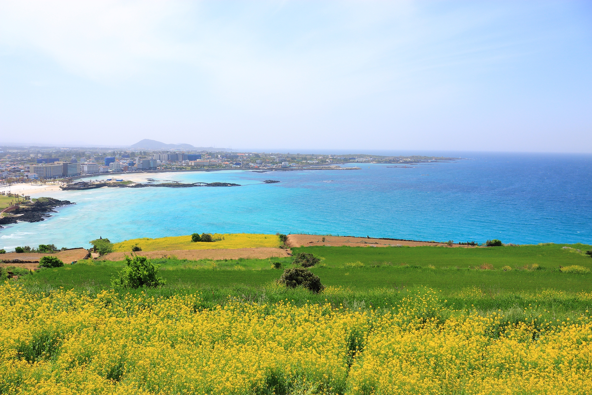 hamdeok beach, beaches, west wu bon, wildflower, flowers, horses