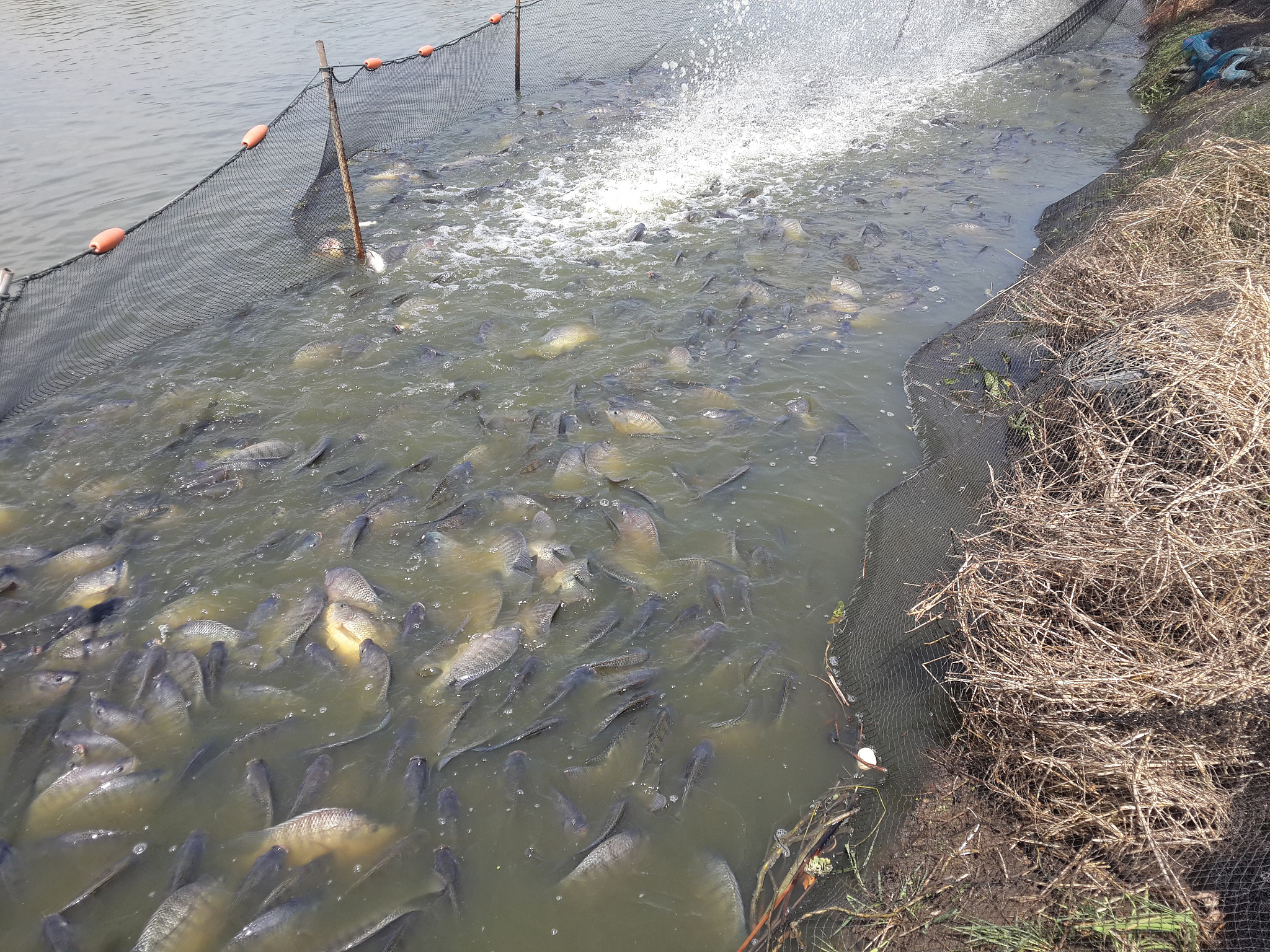 帮我找这段话的相关文献但由于三废大量排放水产养殖水环境被污染破坏鱼类重金属、细菌、病毒、真菌、寄生虫等有害物质容易超标；鱼类养殖、运输、加工、销售、农药、渔药、消毒剂、氯霉素、孔雀石绿、硝基呋喃严重影响鱼类产品的质量和安全