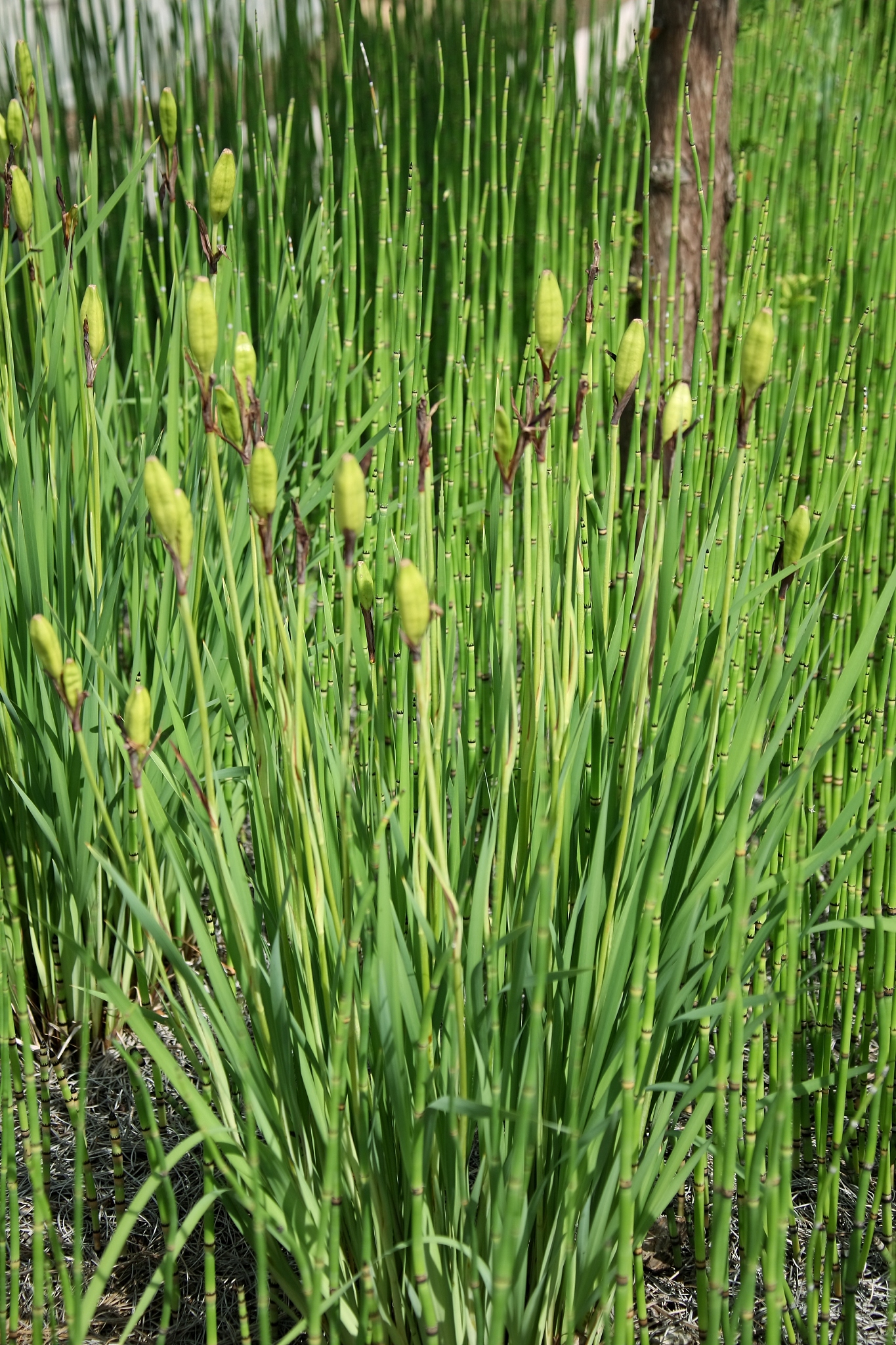horse tail plant - equisetum