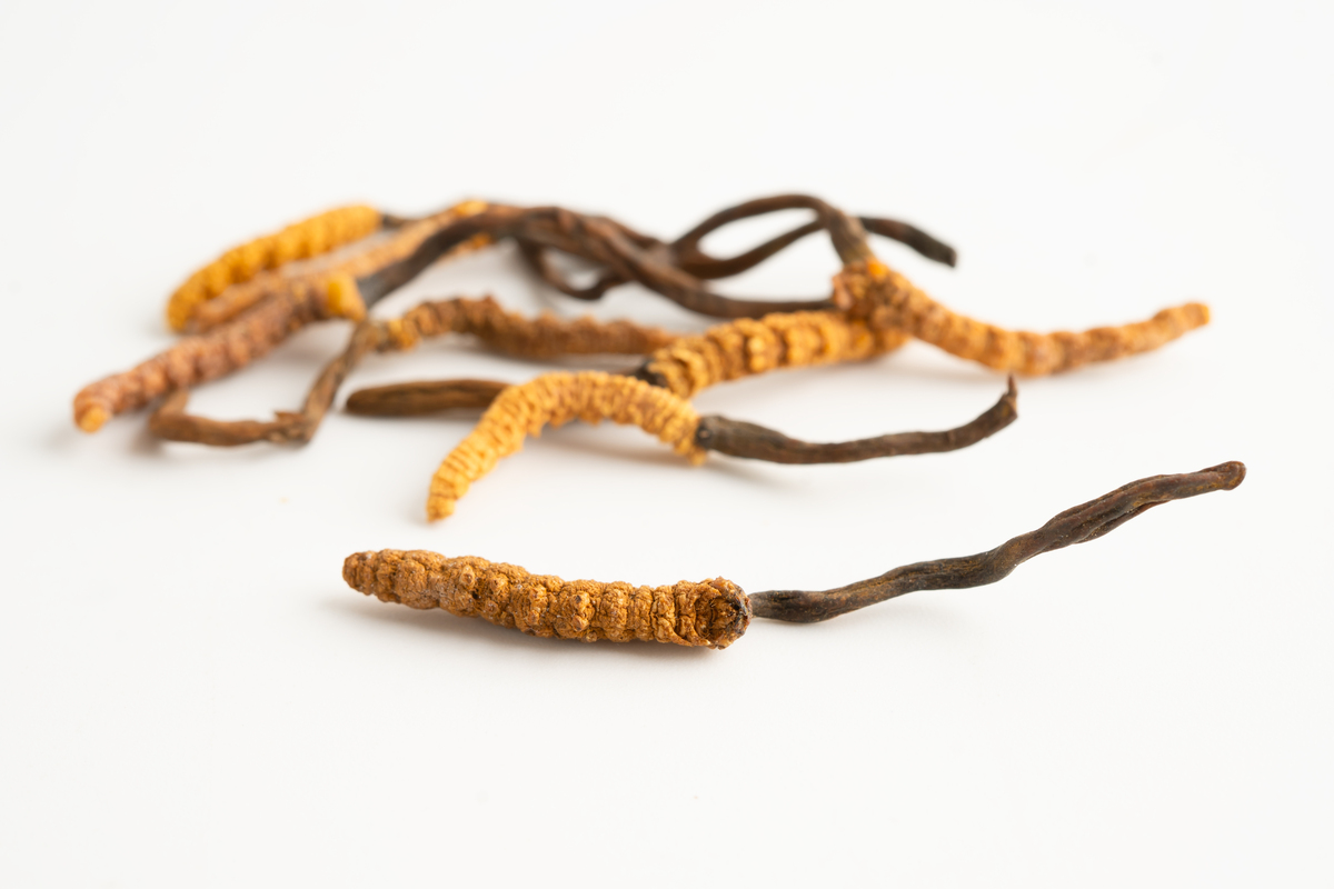 冬虫夏草是什么？功效作用与食用方法 - 专业科普