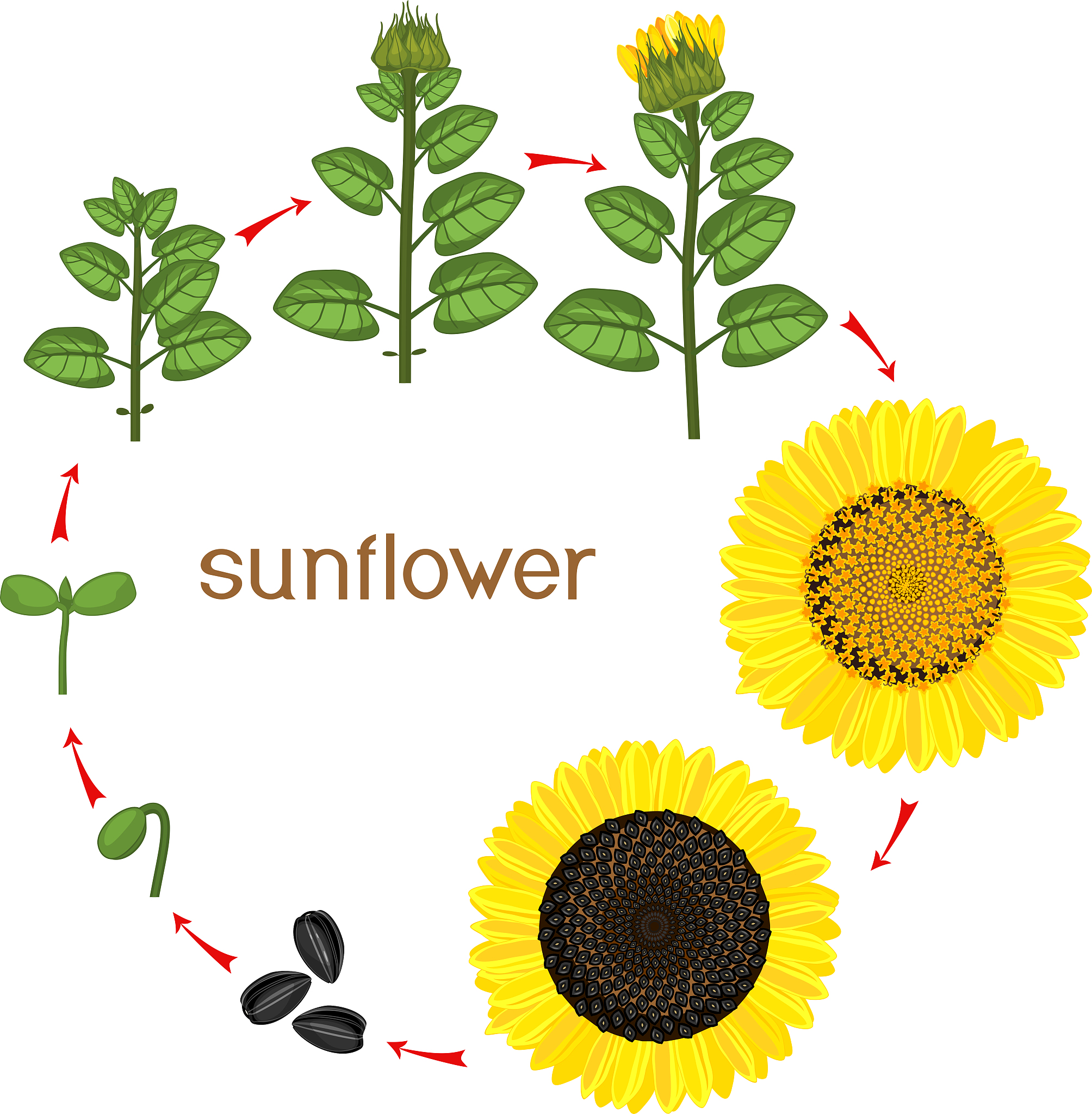 Plant Growth: From Seed Germination to Sunflower Ripening