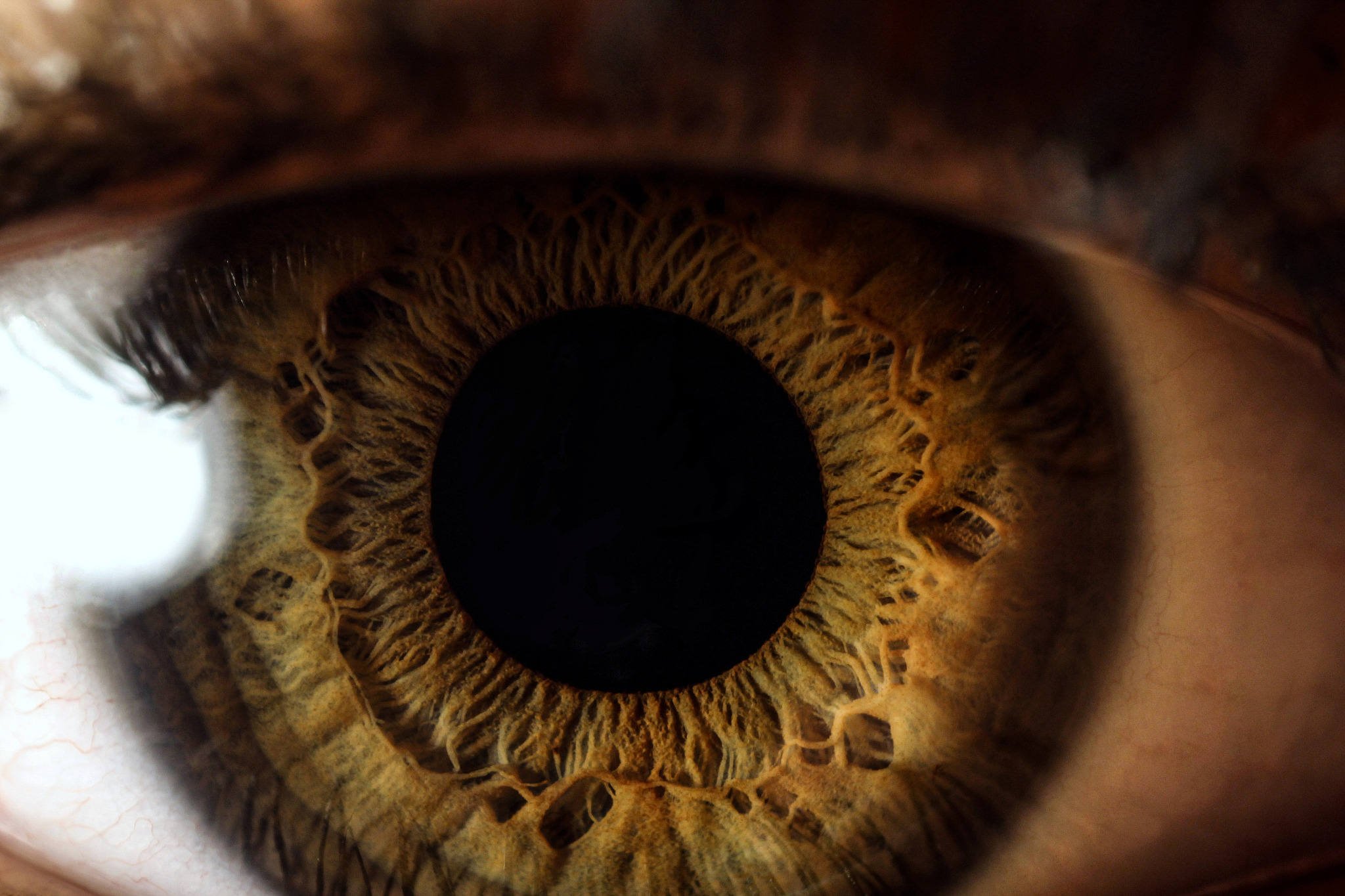 cropped portrait of human eye