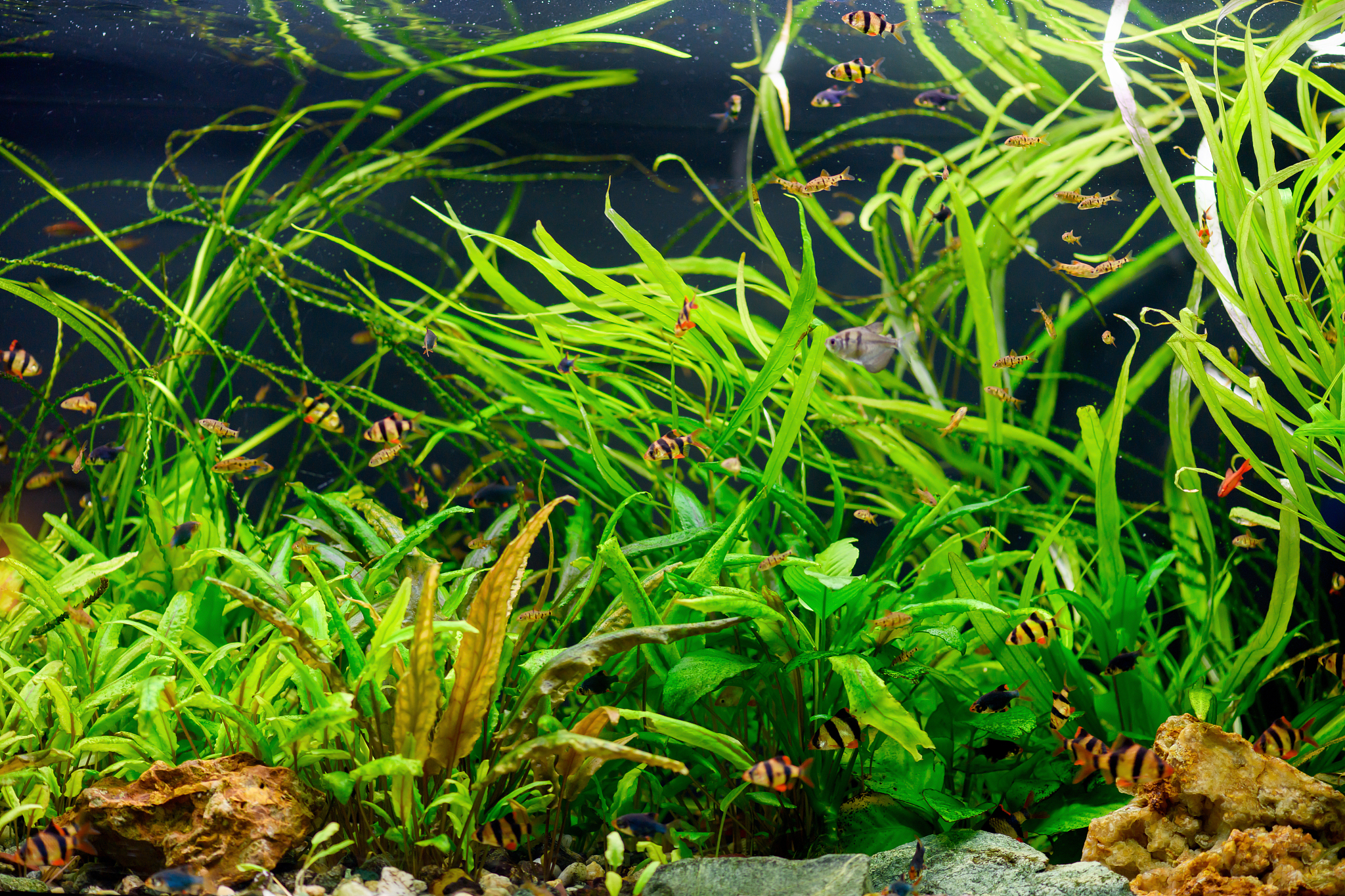 水族科学与技术专科课程有哪些？