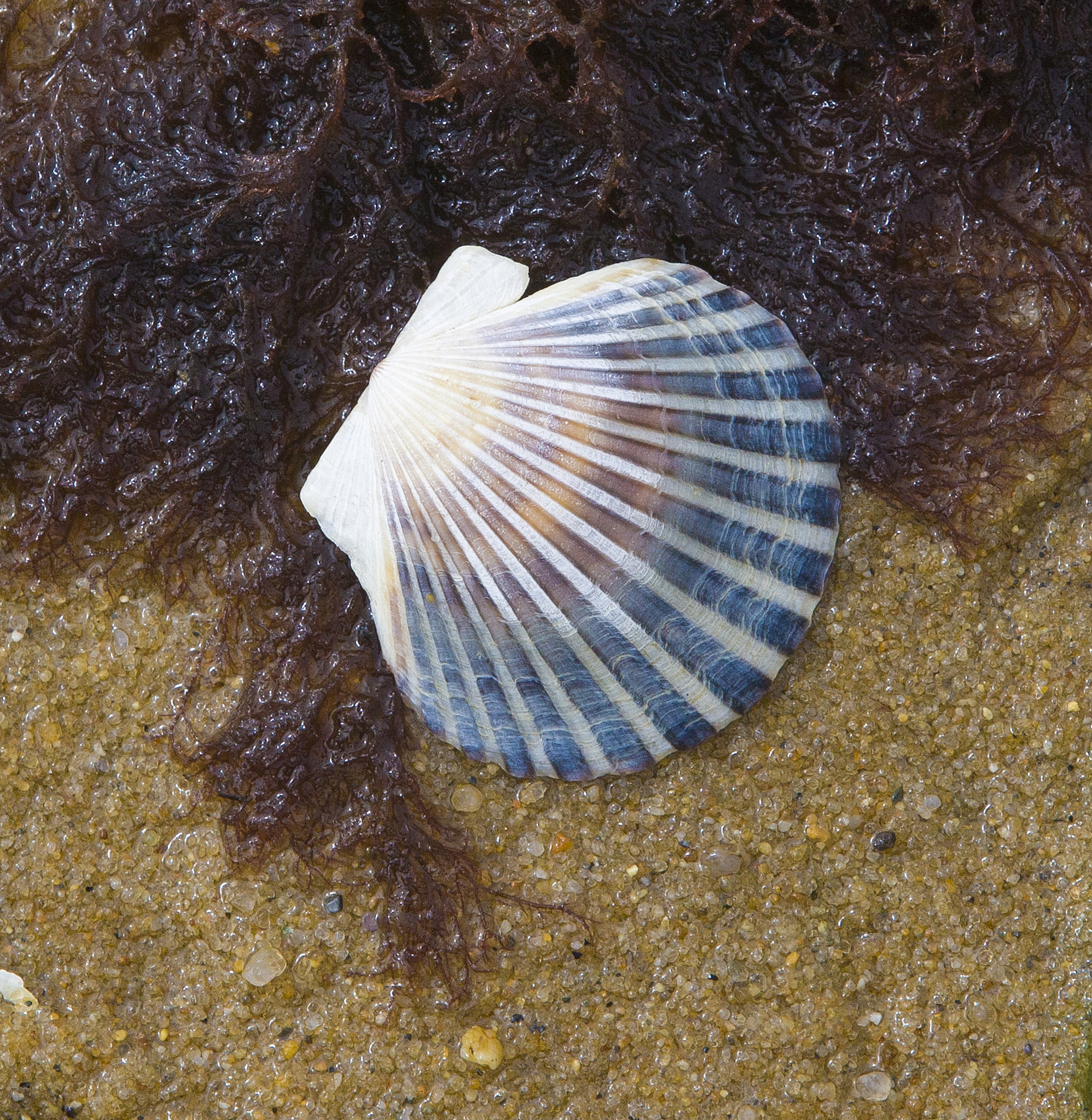 tidal pool close-up