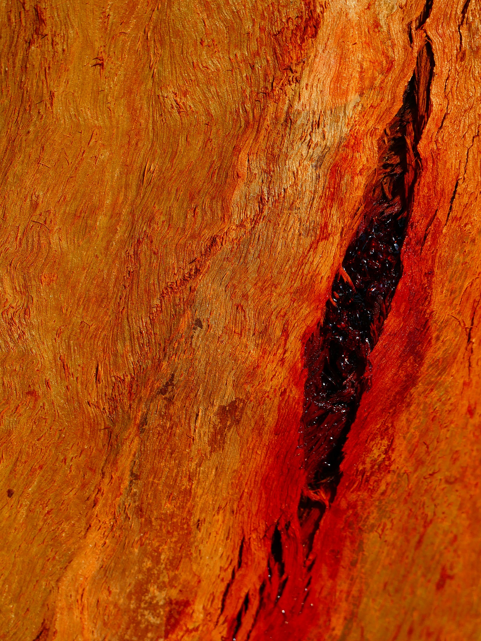 the eucalyptus