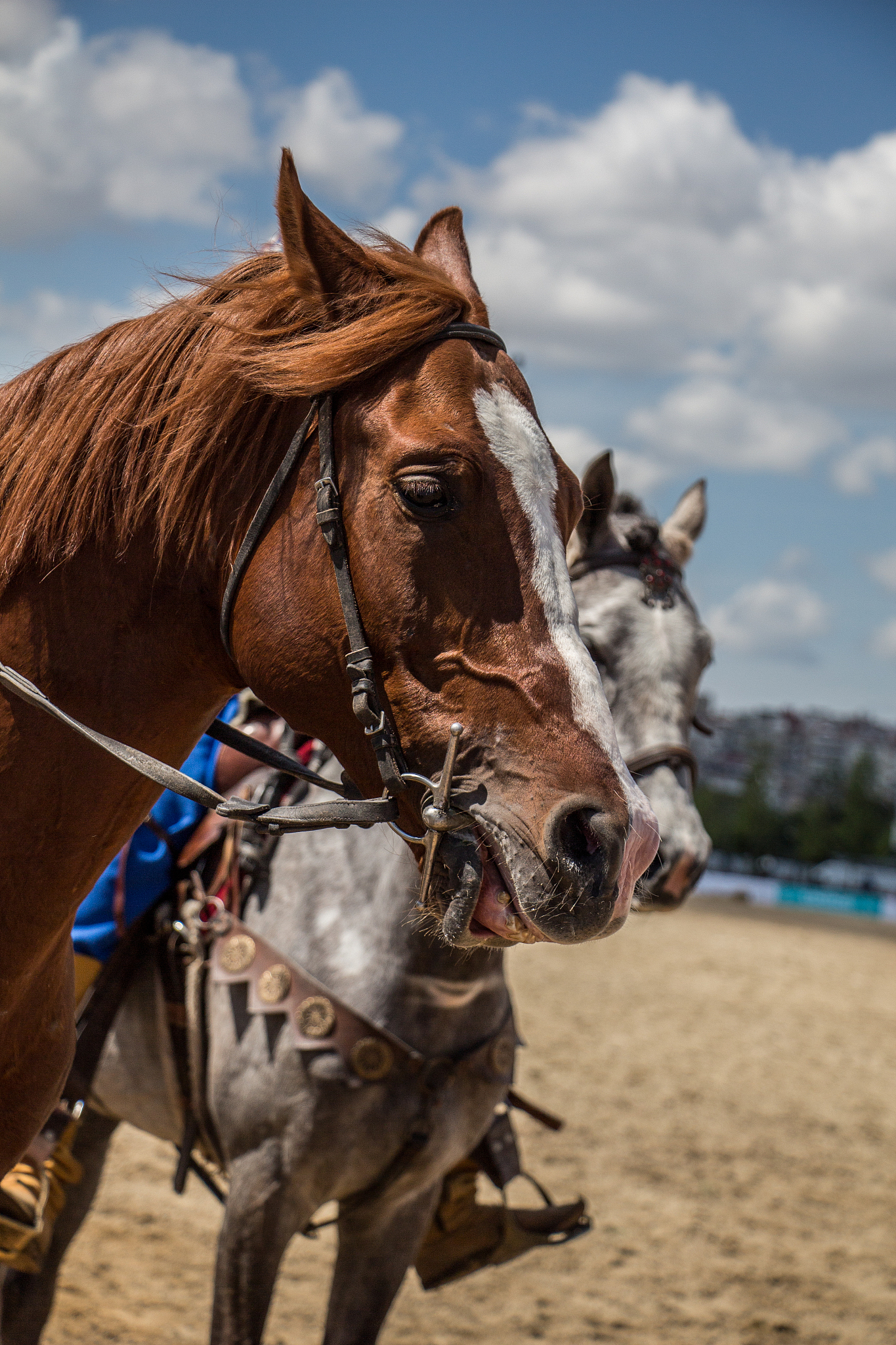 horse head with partial harness