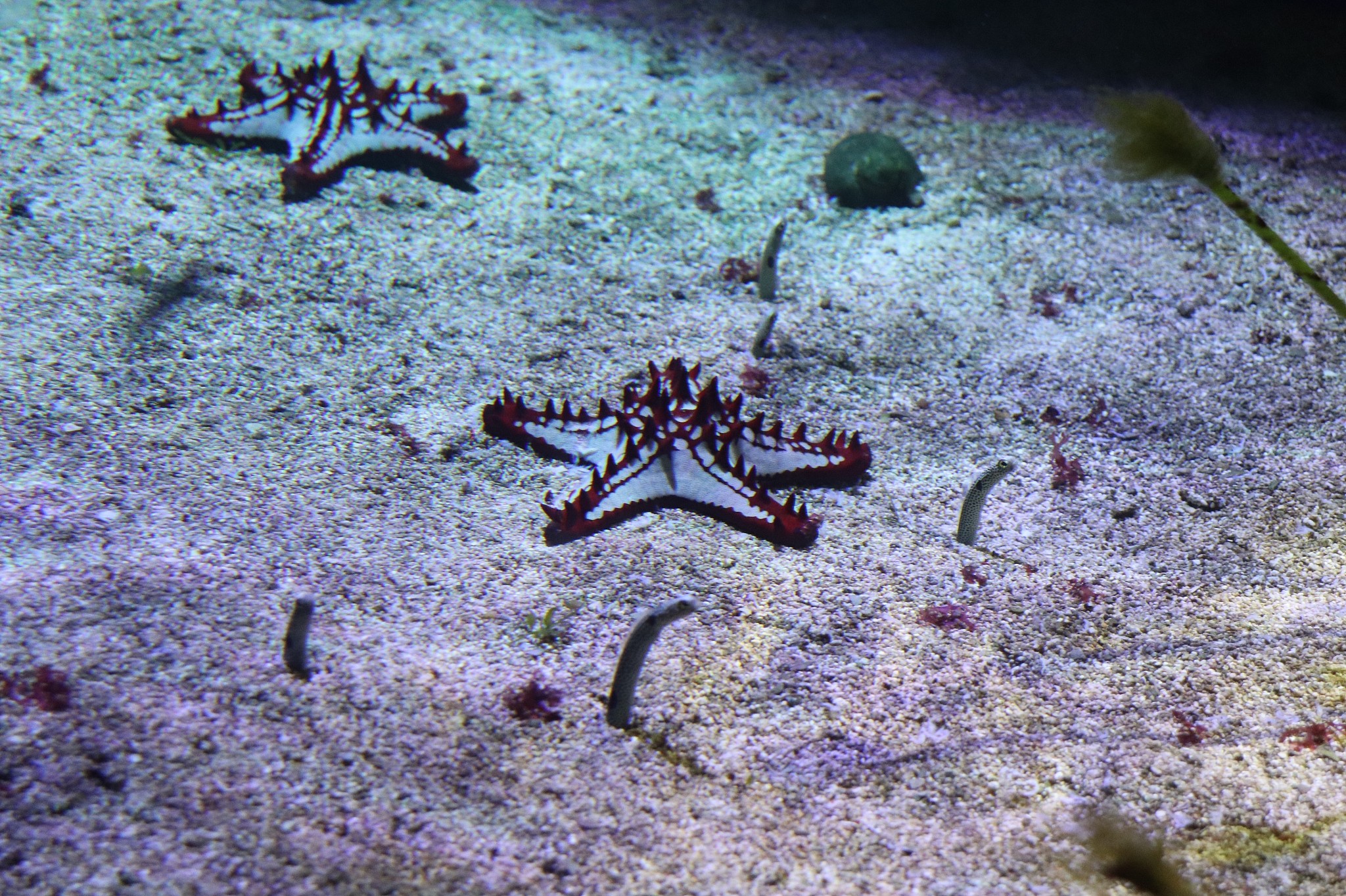 海星数量对潮流大小的影响