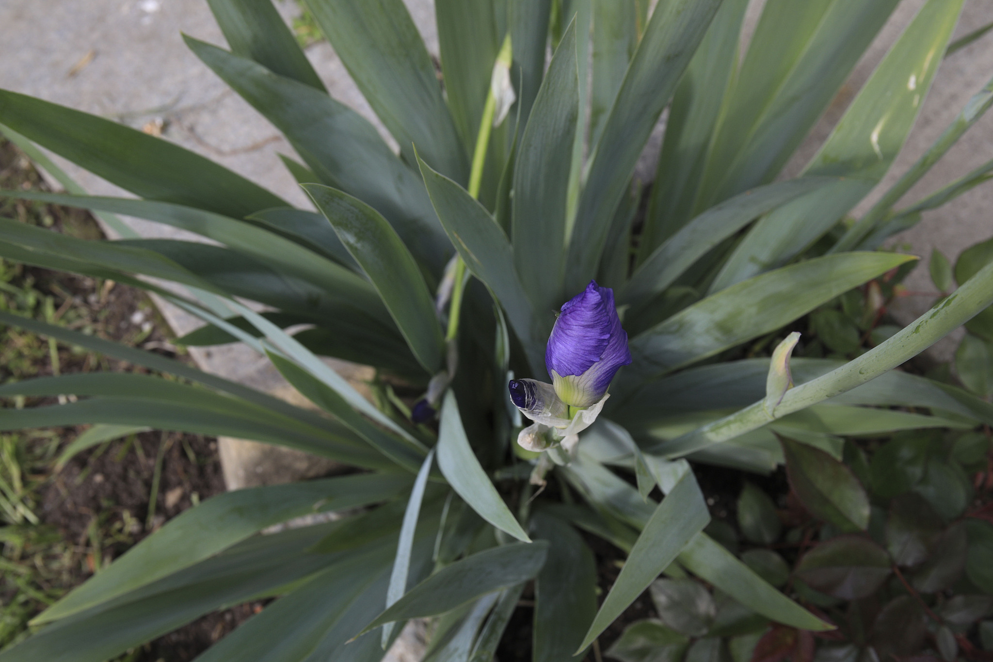 blue lilac iris