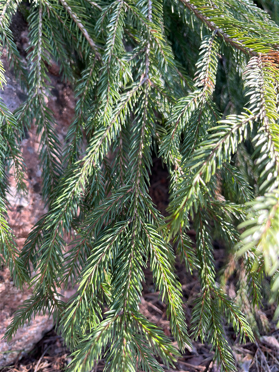 马尾松10年生长情况：高度、直径参考