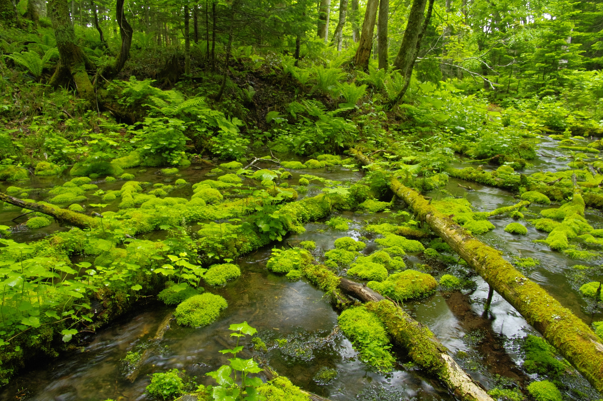 Emerald Forest, Rushing Stream, and a Bright Green Diaper