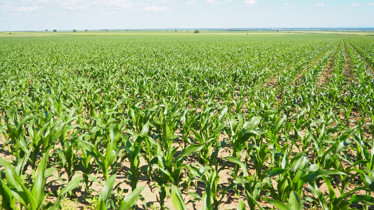 农华816玉米种云南楚雄种植指南 - 产量高、适应性强