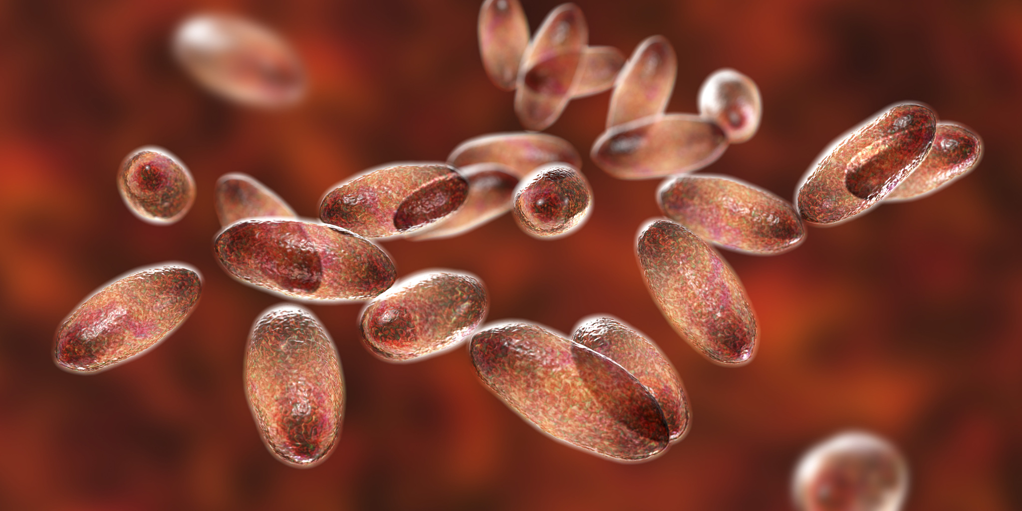 鼠疫耶尔森菌：病原体、症状和防控