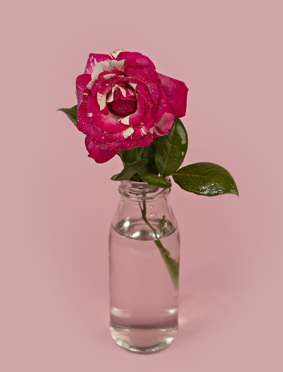 玫瑰花在水中但是开始蔫了怎么拯救