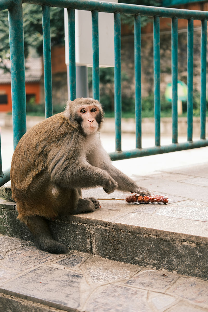 根据下面的话题写一篇500个字文章河北石家庄一女子带娃到动物园游玩时不慎将手机掉落猴山后被猴子捡走。这件事引起了网友的热议和关注有人觉得很可爱有人觉得很危险也有人觉得很浪费。据了解这位女子叫李小姐她是一名幼儿园老师平时很喜欢动物特别是猴子。她说她带着自己的儿子和侄女来到动物园想让他们近距离接触自然和动物。当她走到猴山时她看到有一只母猴抱着一只小猴觉得很温馨就想拍张照片留念。她把手机拿出来调整好角度