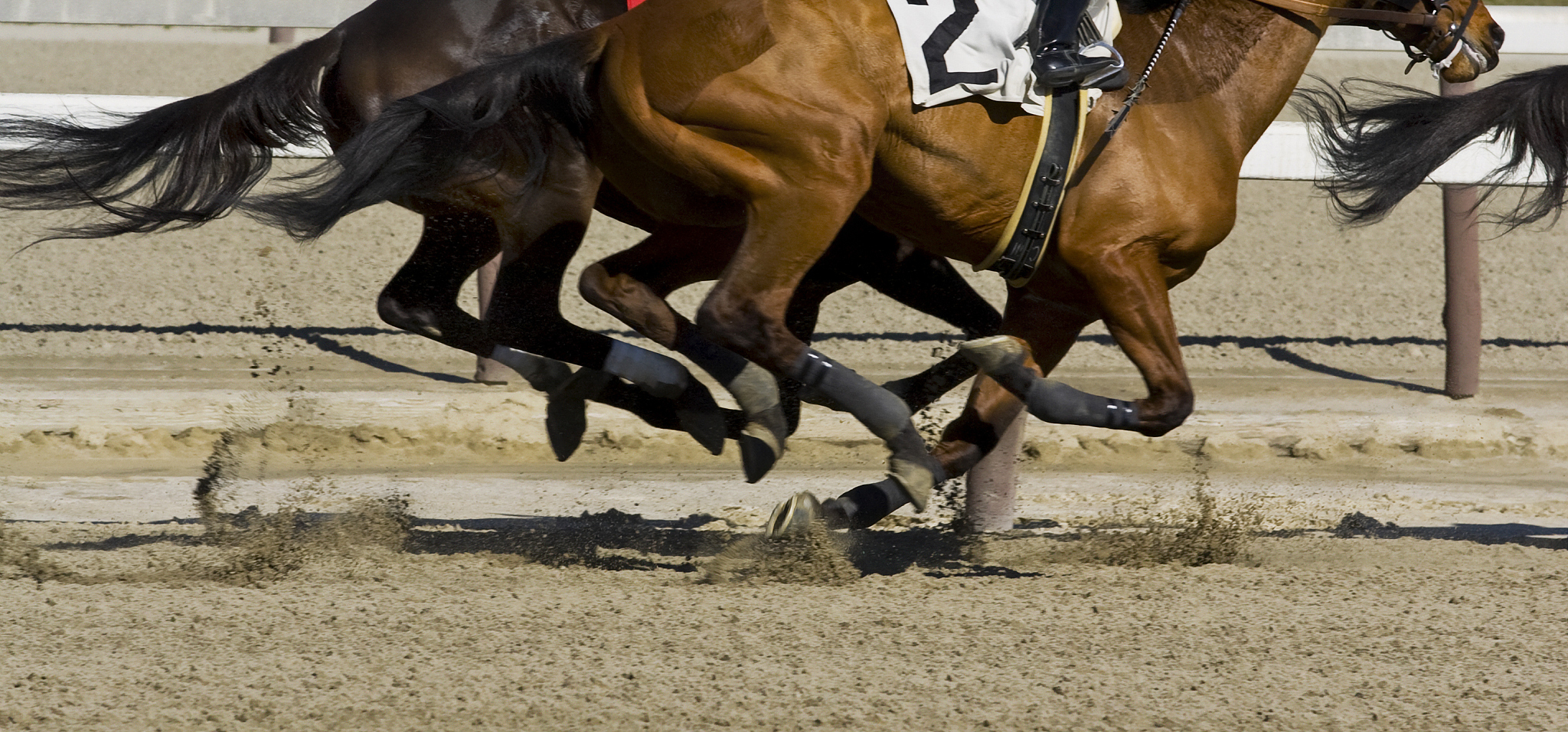 thoroughbred horse racing - galloping