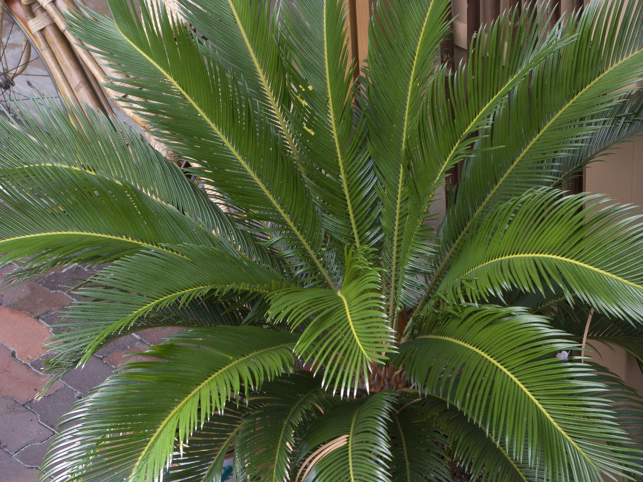 苏铁是乔木还是灌木？ - 揭秘苏铁的植物类别