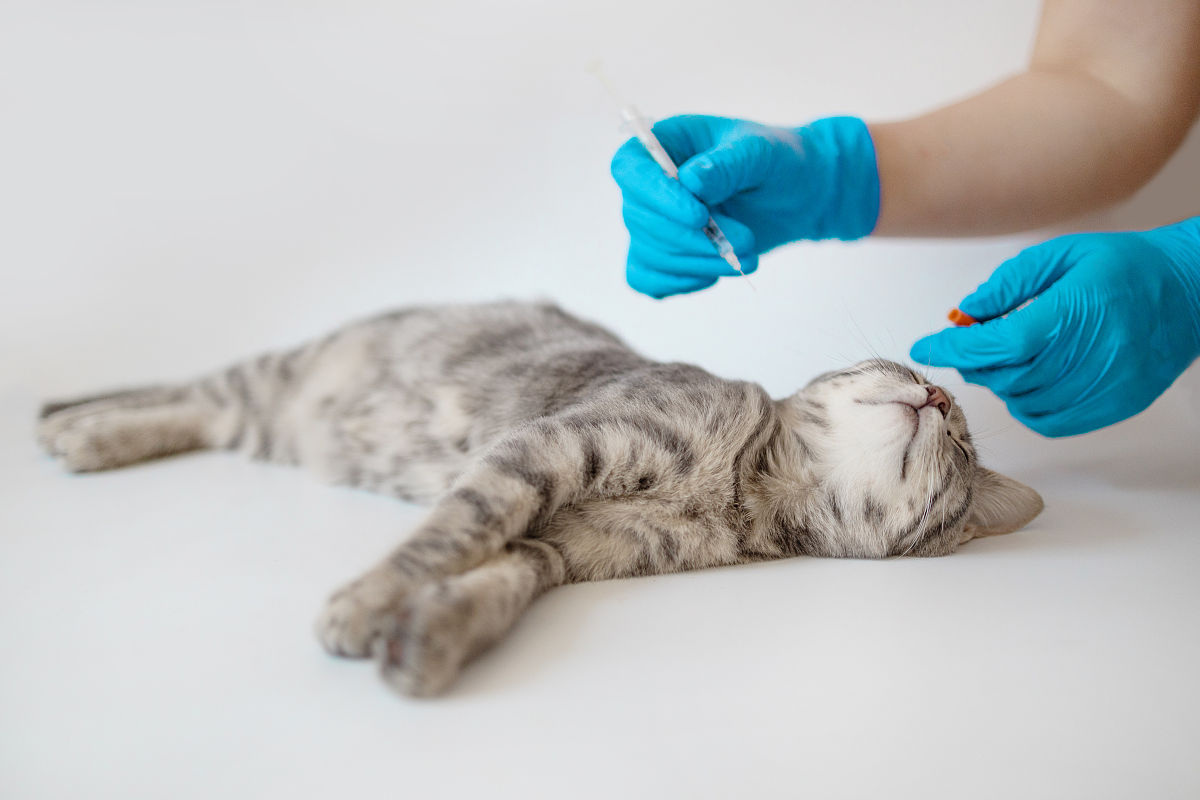 猫 胶水黏住肛门