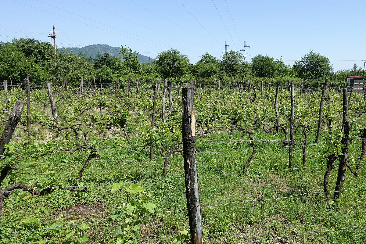 葡萄树春季修剪和施肥技术：最佳时间和方法