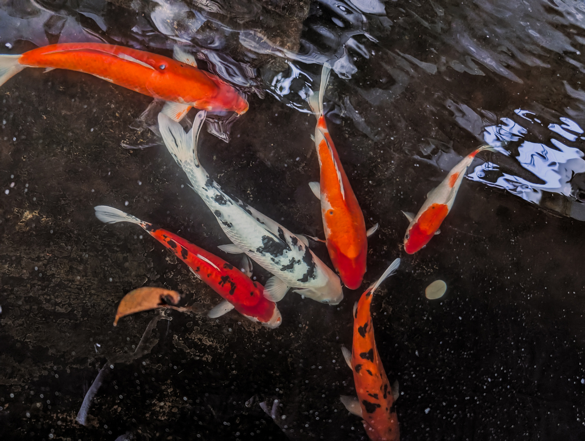 锦鲤品种大全：日本、中国，养殖技巧揭秘！