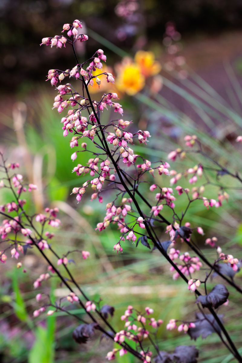请600字博客文章主题是：迎春花几月开