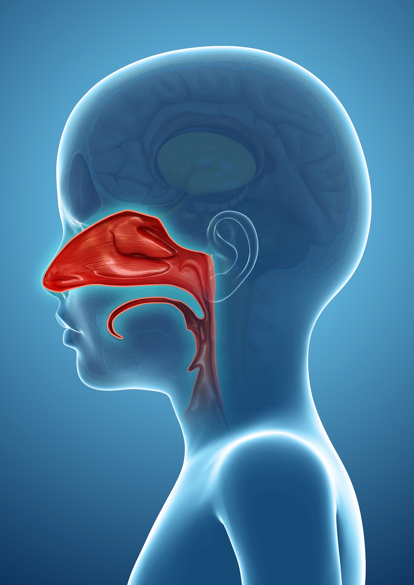 鼻甲肥大的体征特征