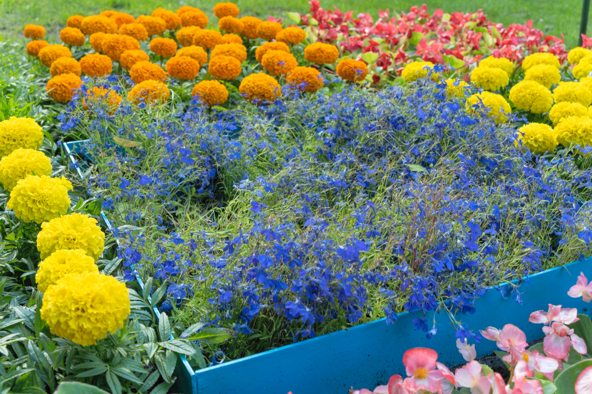 在美国家庭花园里最常见的美丽花卉