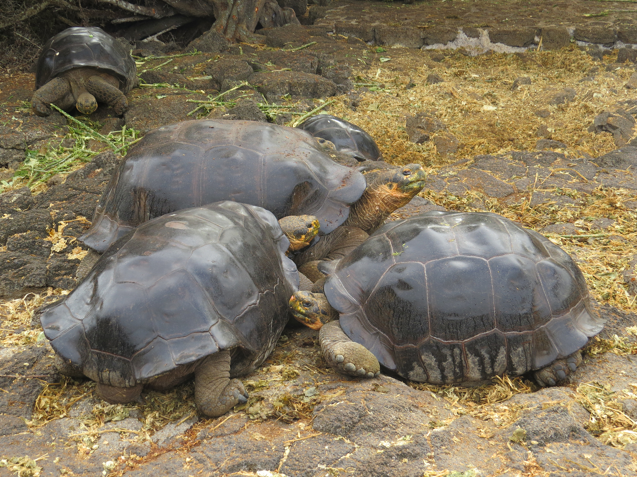 giant tortoise