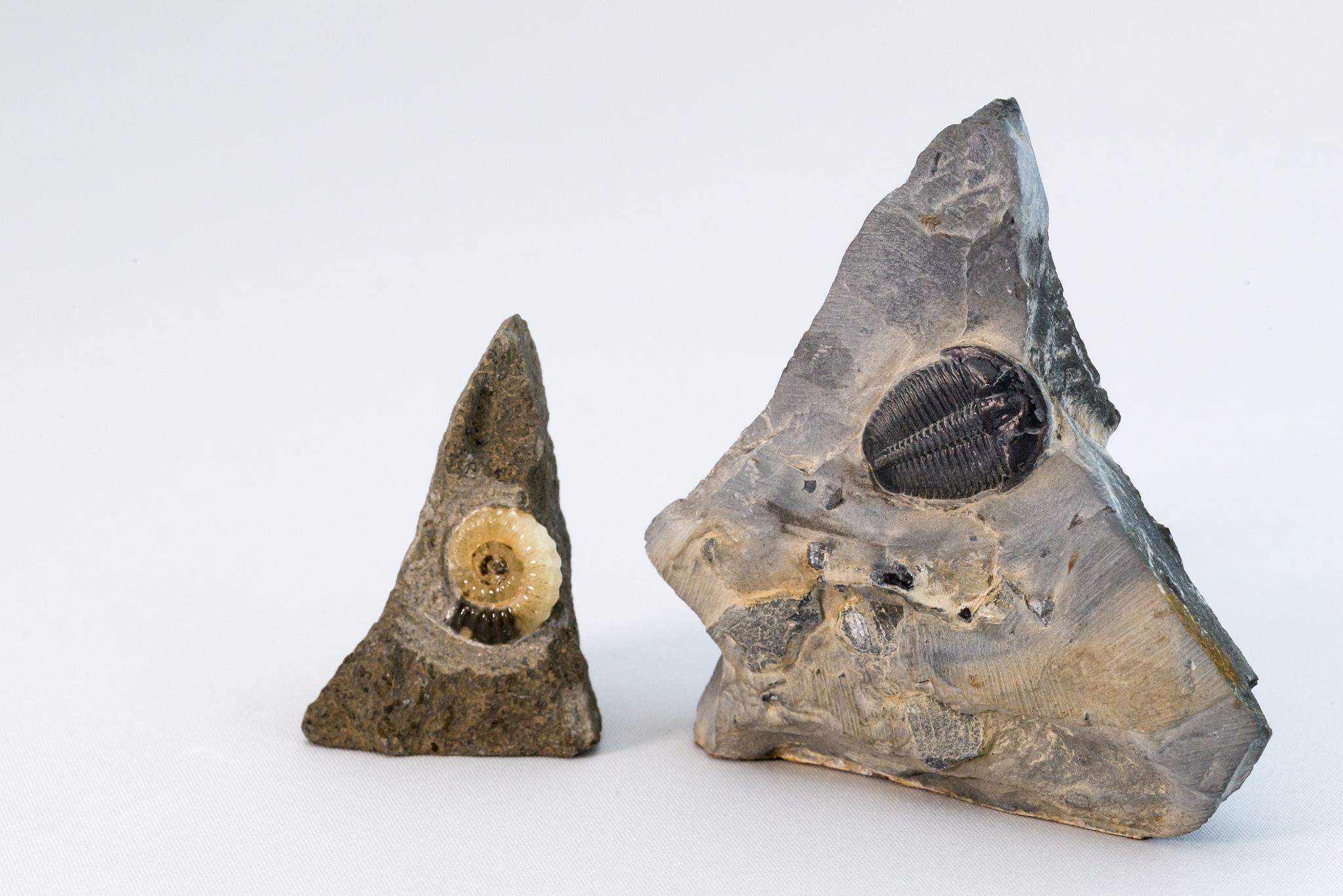 fossils
