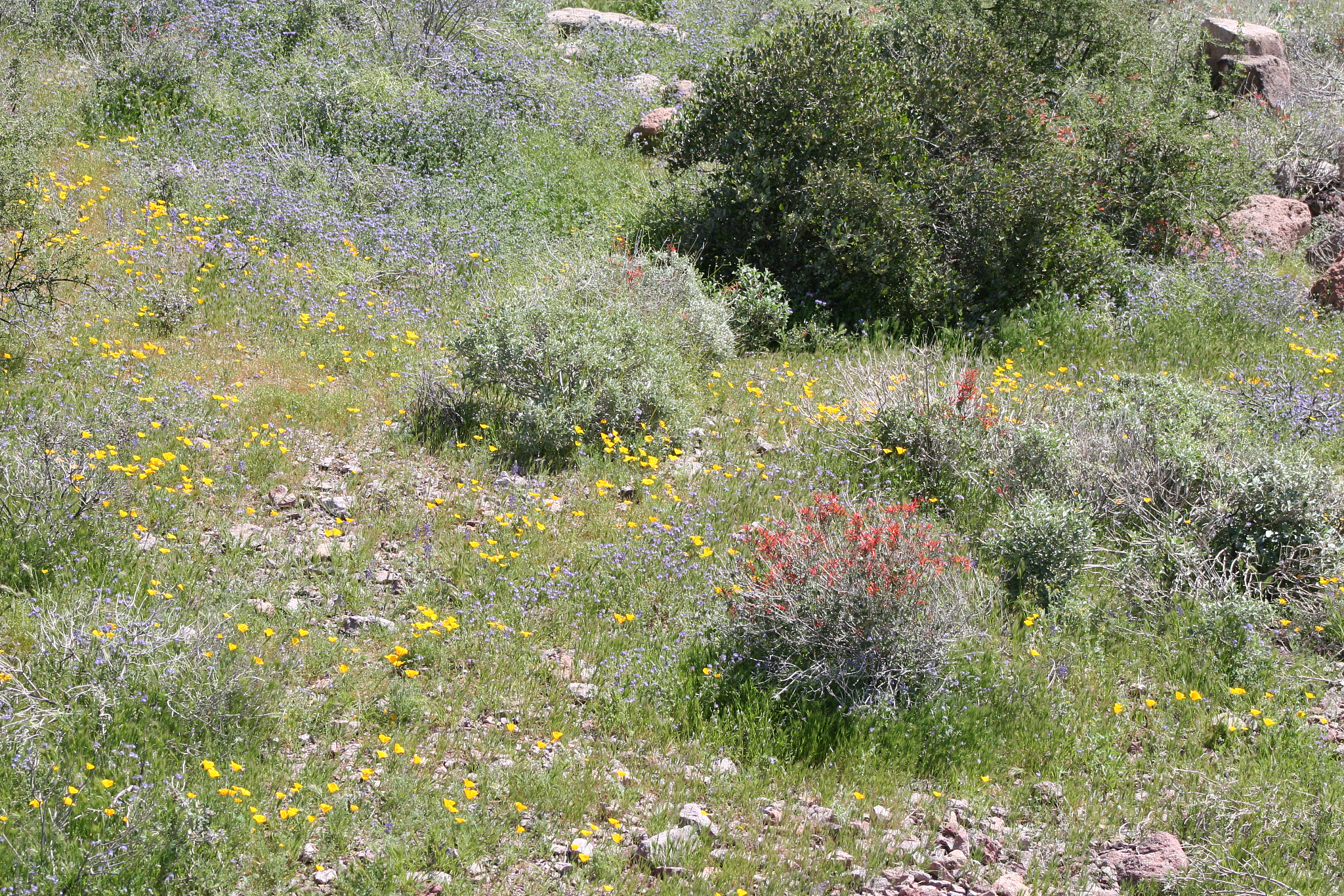 superstition mountains wilderness blanketed with spring flowers