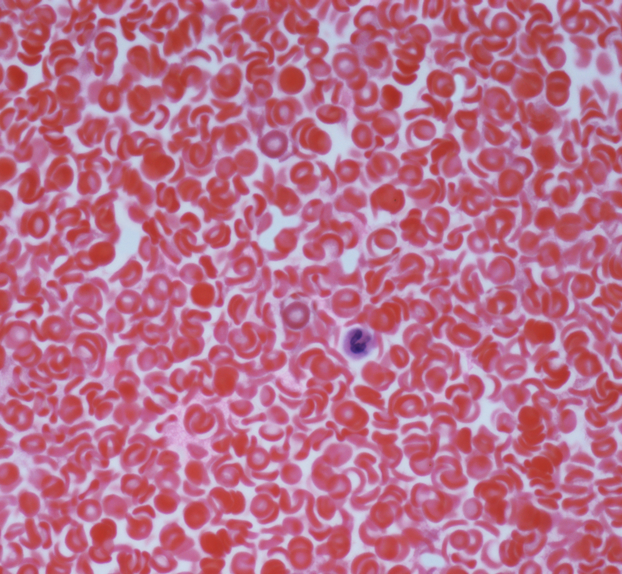 贵阳医学院民族医药学院专业设置及护理课程概况