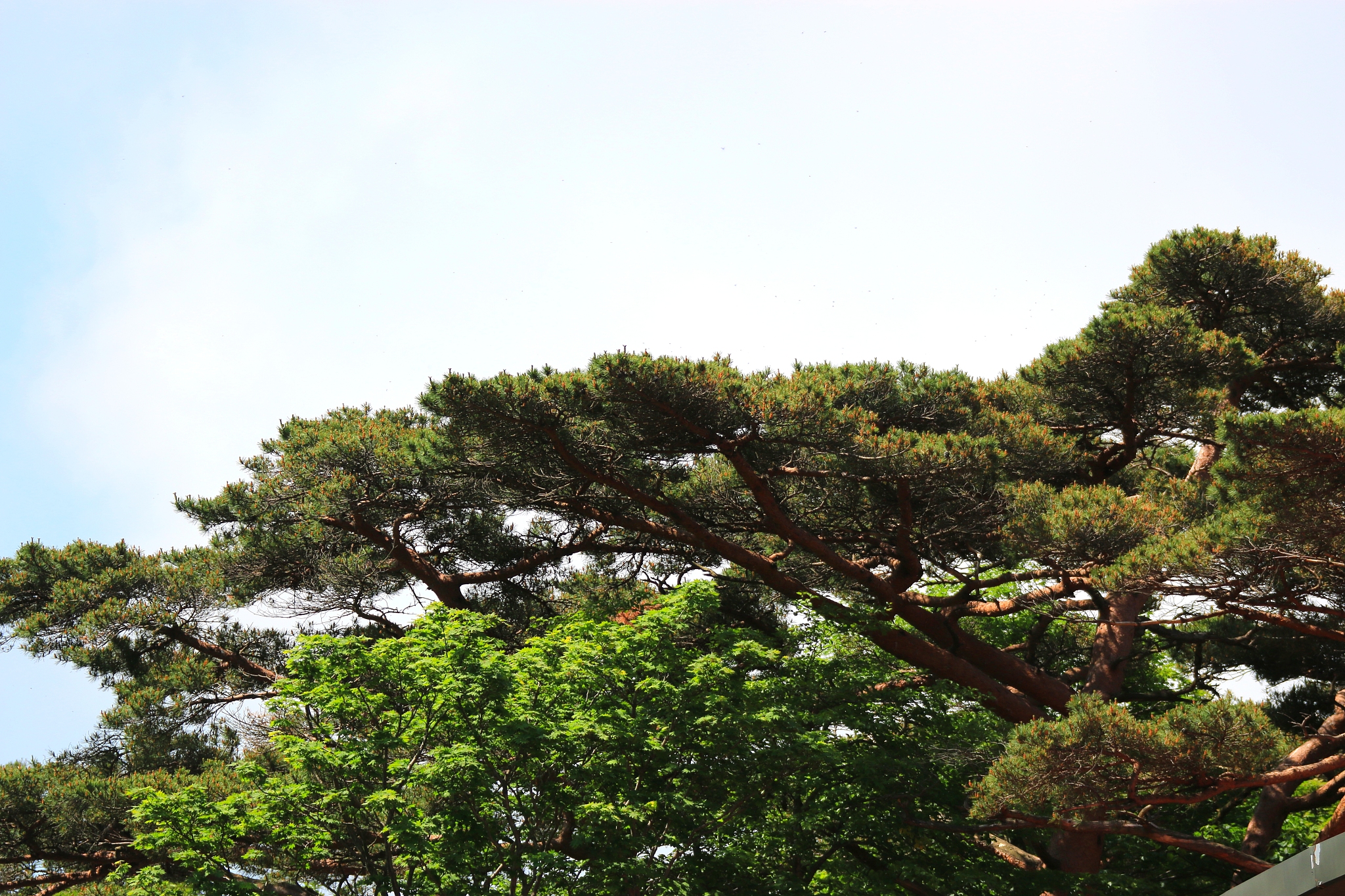 hallasan, mountain, mountain, mountain, forest, mountain, forest