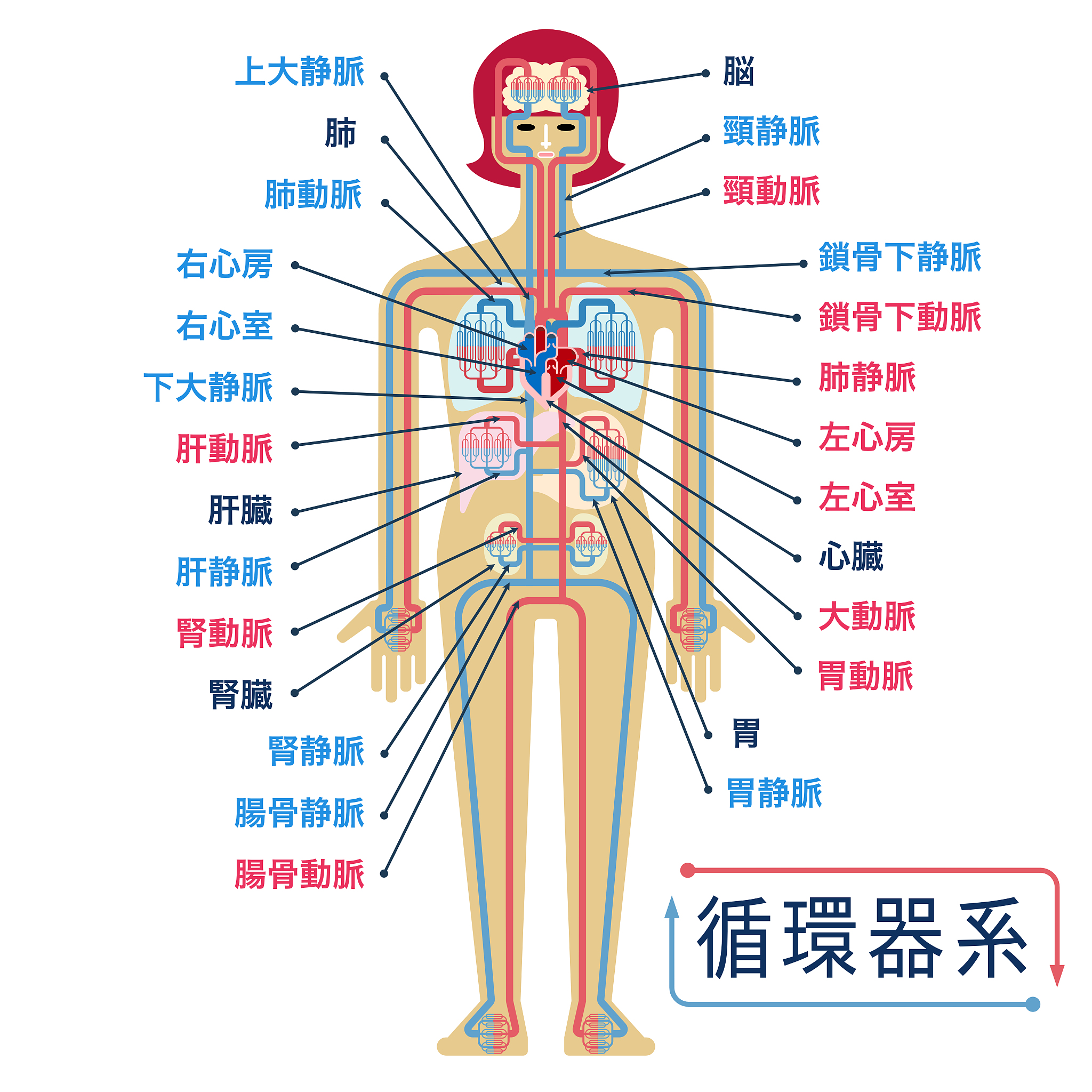 人体酸碱平衡机制：呼吸、肾脏、缓冲系统和激素调节