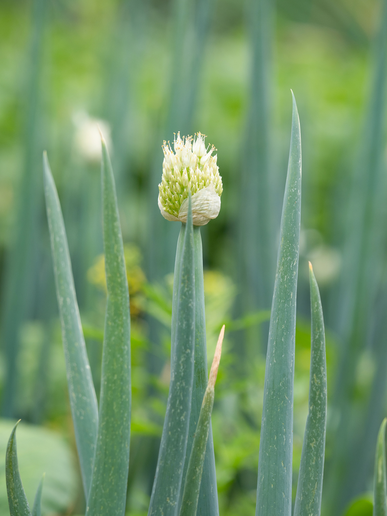 field of leeks
