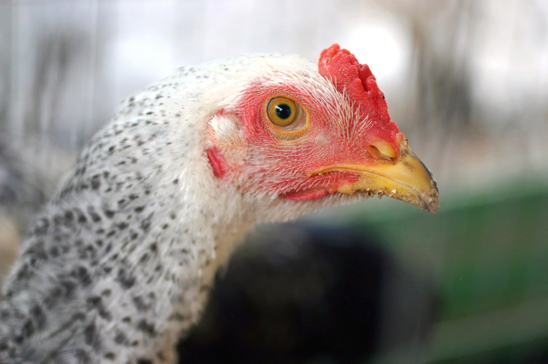 white chicken