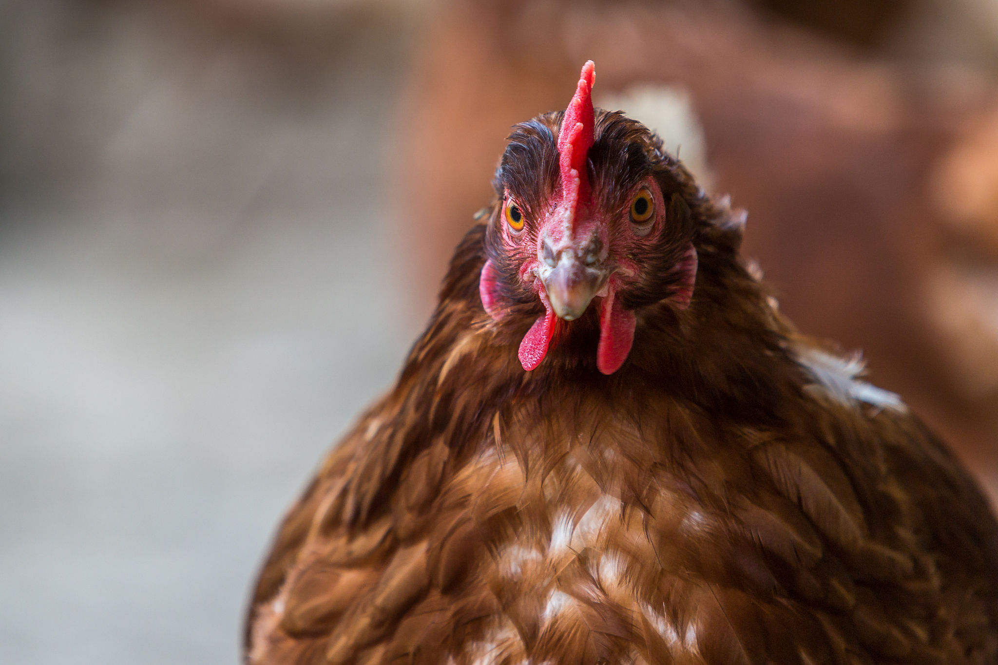 chicken hen