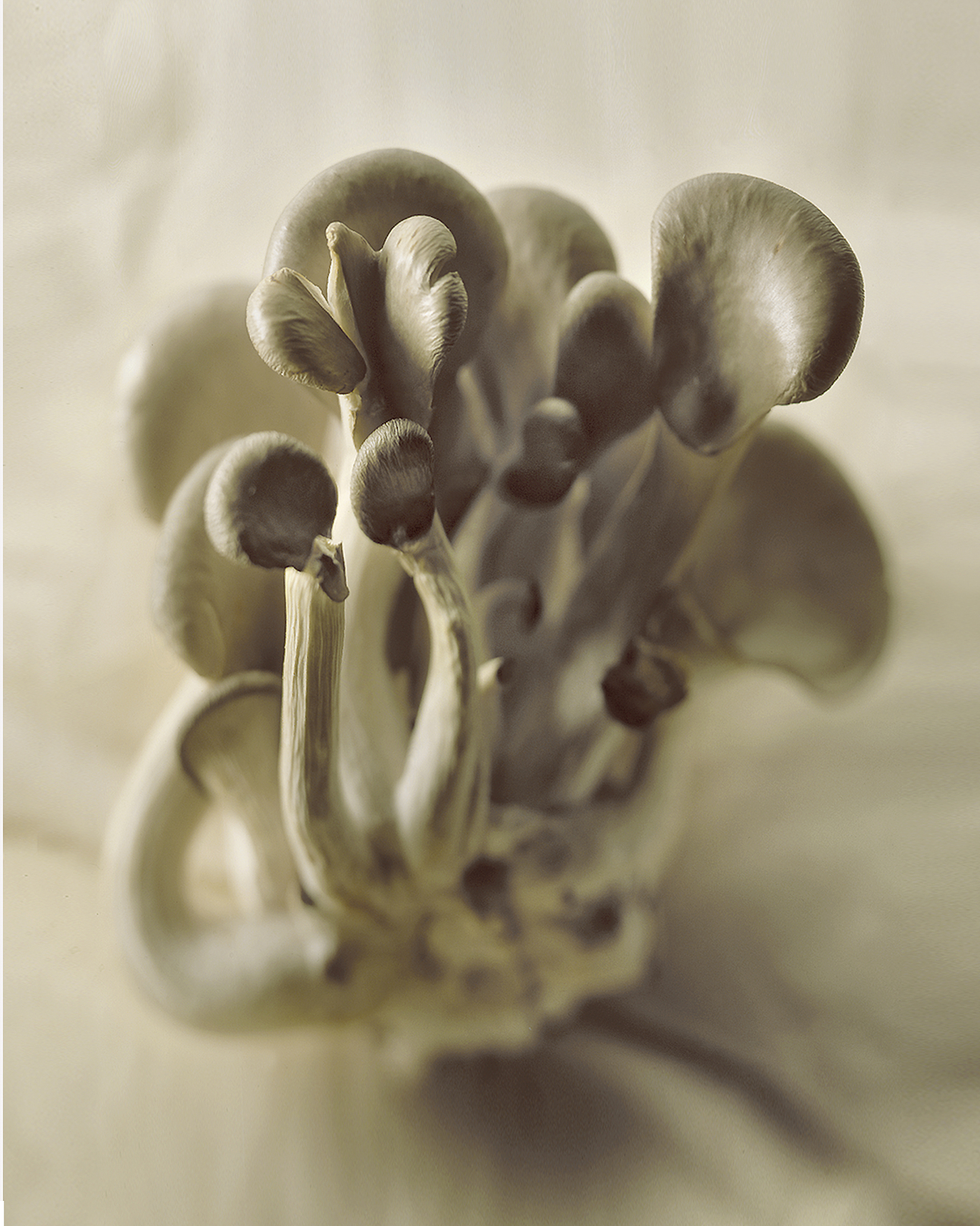 香菇腐败的原因：霉菌和细菌的危害及预防措施