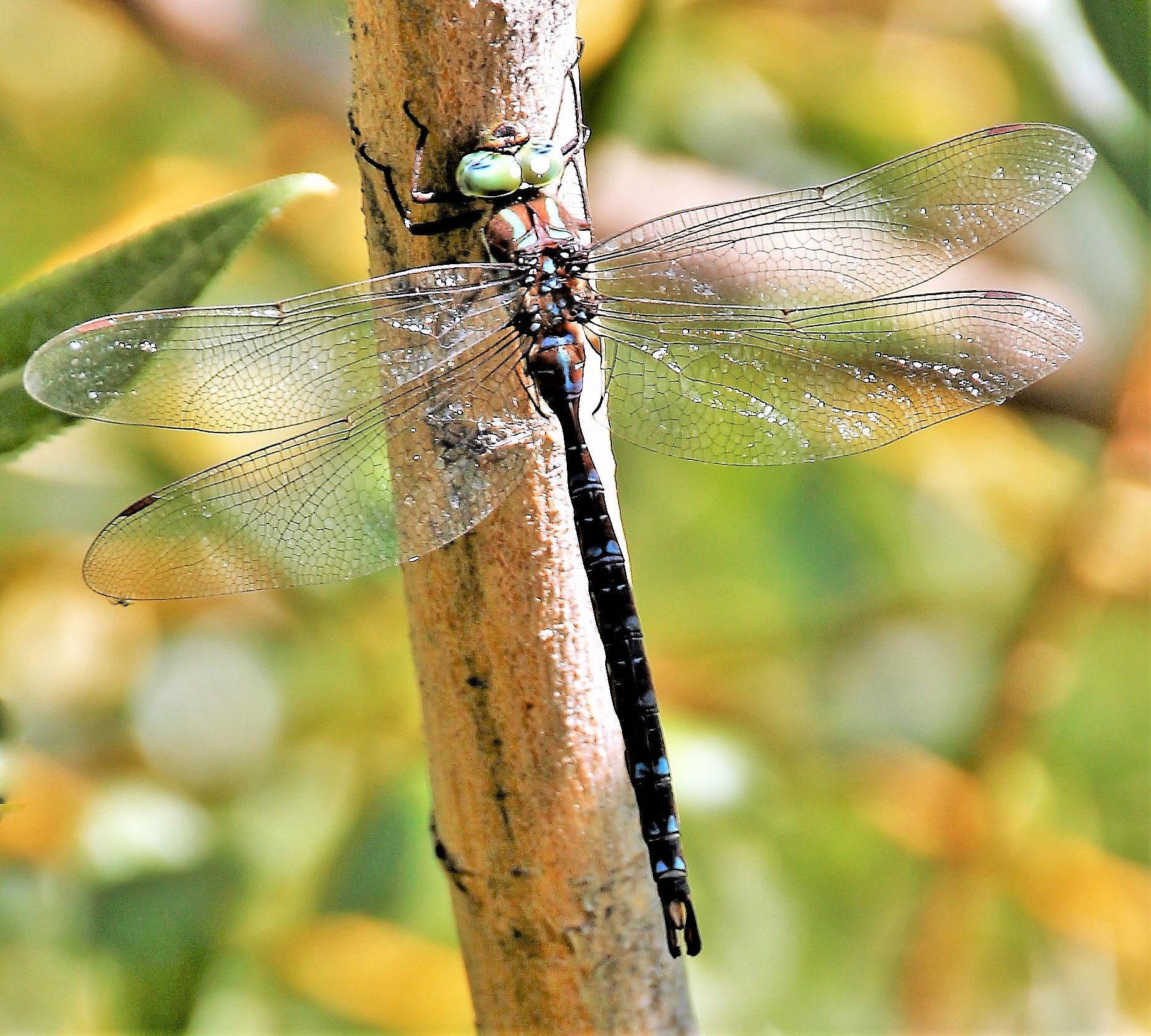 灰茶尺蠖地理分布灰茶尺蠖Ectropis grisescens广泛分布于世界各地包括中国、朝鲜、日本、俄罗斯远东、印度等。在中国灰茶尺蠖主要分布于东北、华北、华东、西南和西北地区。其生息地一般为落叶林、混交林、人工林、果树园和城市公园等。继续