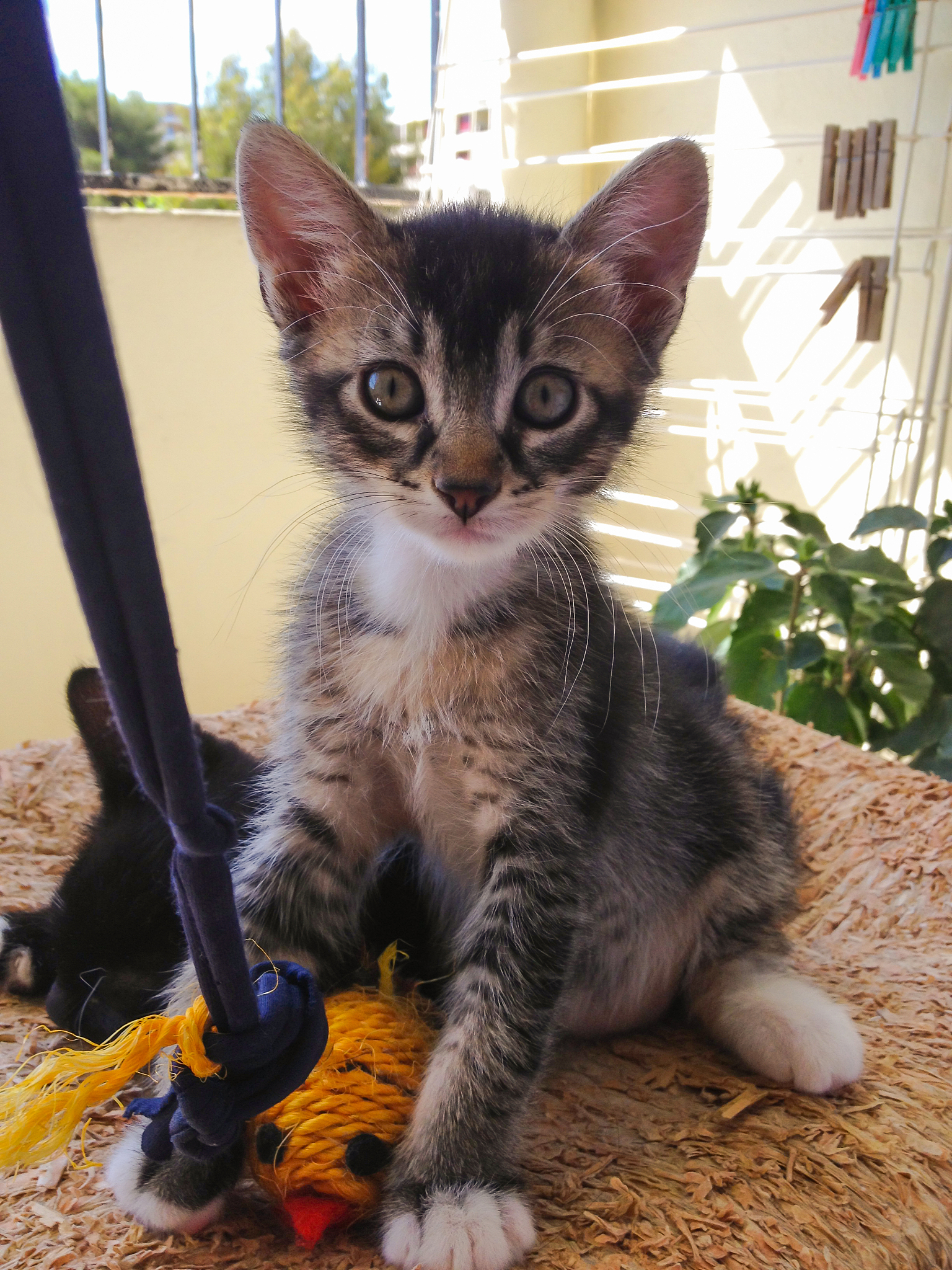 橘猫诗歌：献给我的毛茸茸朋友